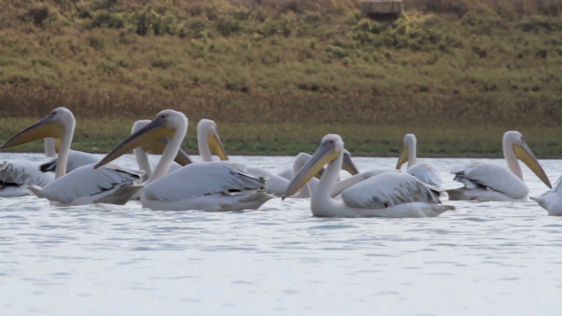 Great white pelican swimming in the lake Beautiful shot of Great ...