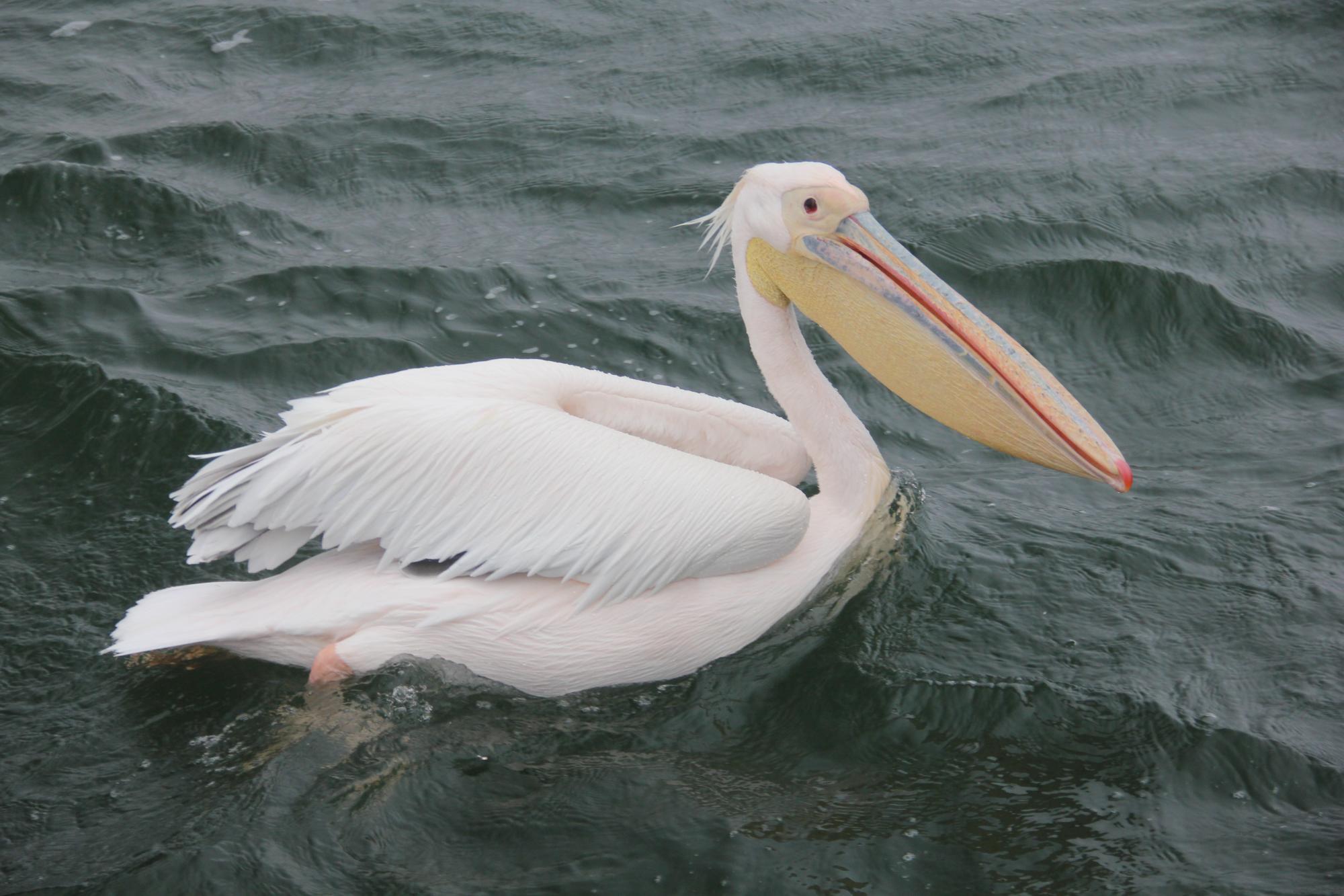Great White Pelican (Pelecanus onocrotalus) pelican, swimming nearby ...