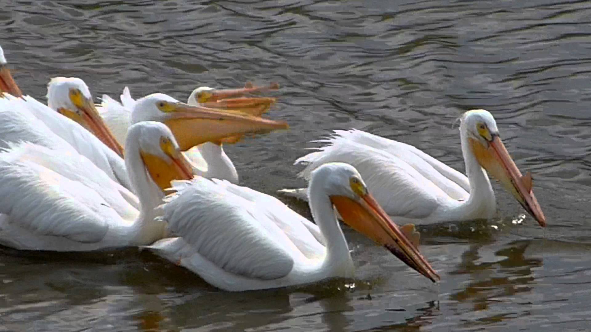 American White Pelicans their own synchronized swimming - YouTube