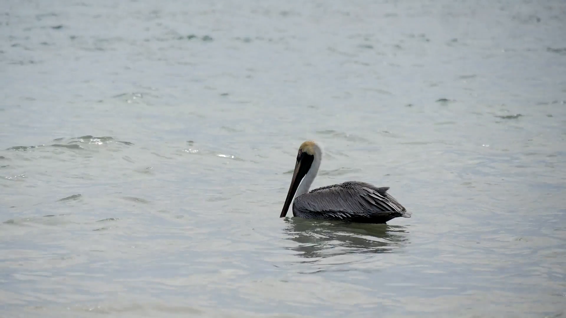 Pelican swimming in the Caribbean Sea Stock Video Footage - Videoblocks