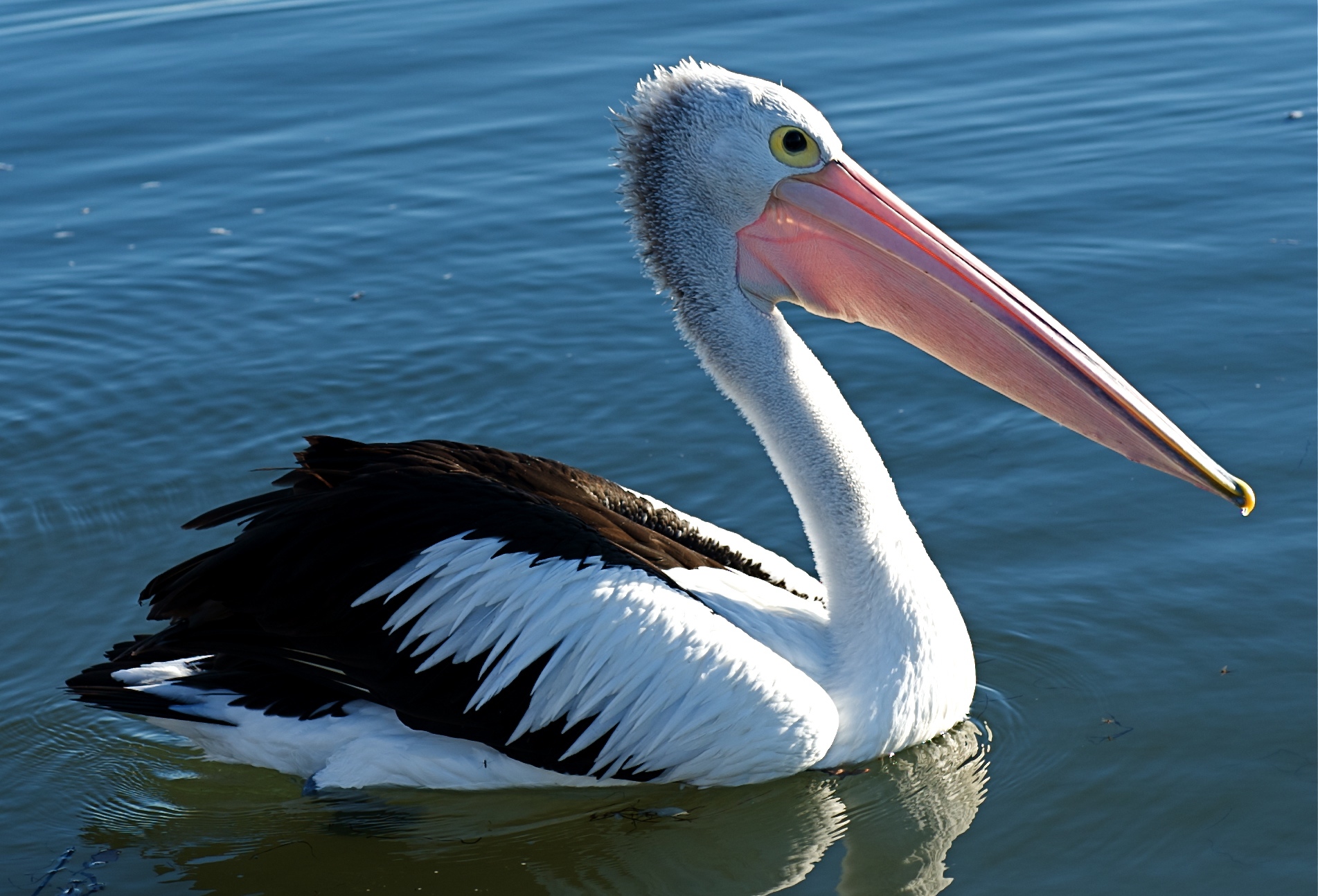 Pelican | Creatures of the World Wikia | FANDOM powered by Wikia