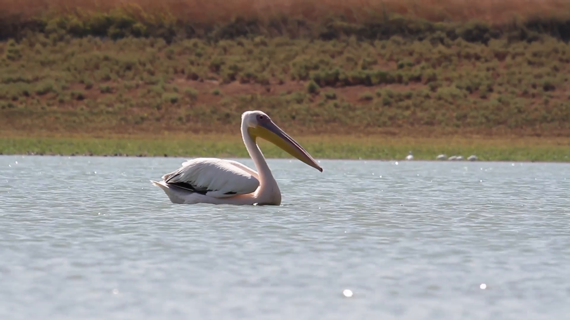 Great white pelican swimming in the lake Beautiful shot of Great ...
