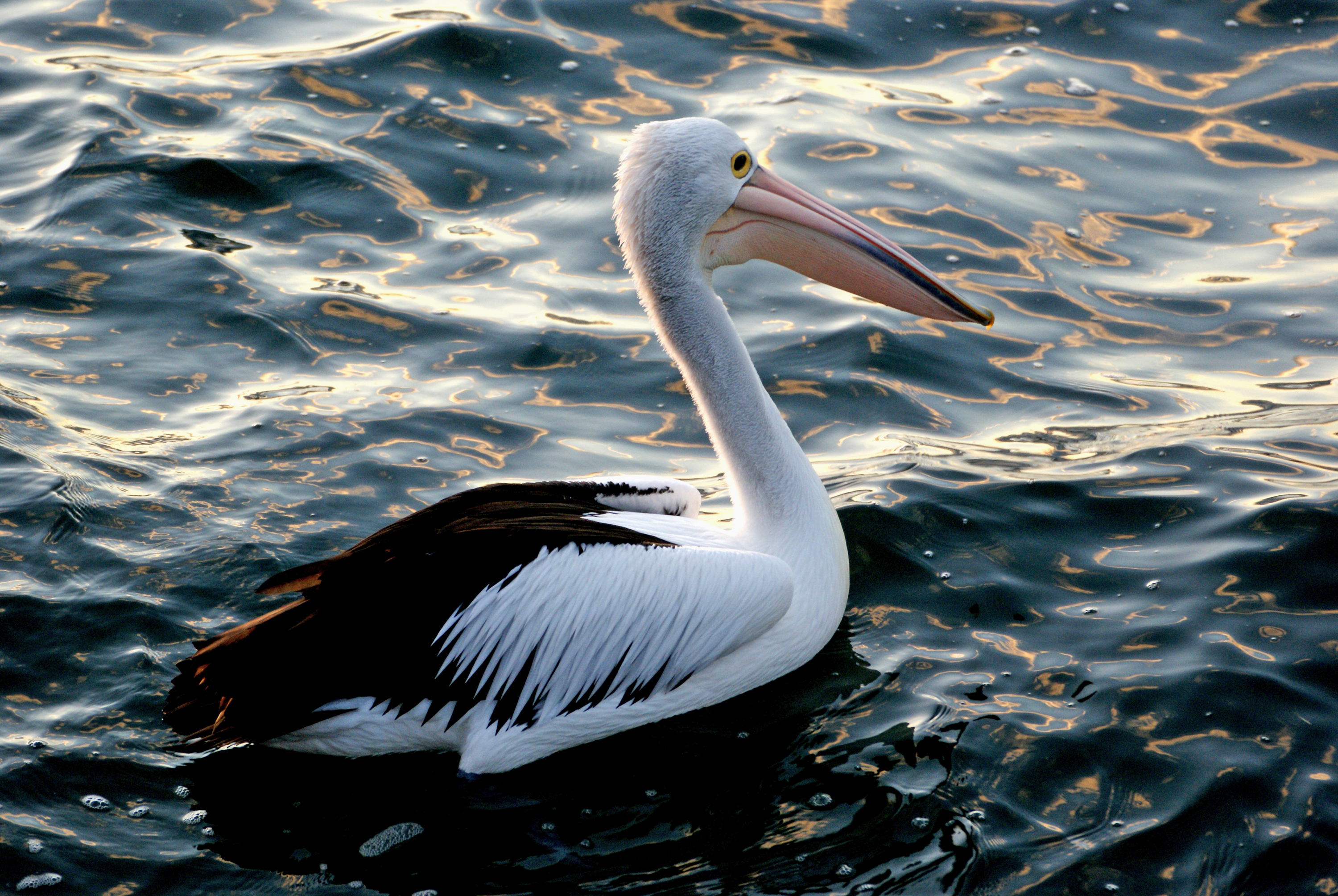 Pelican. (pelecanus conspicillatus) photo