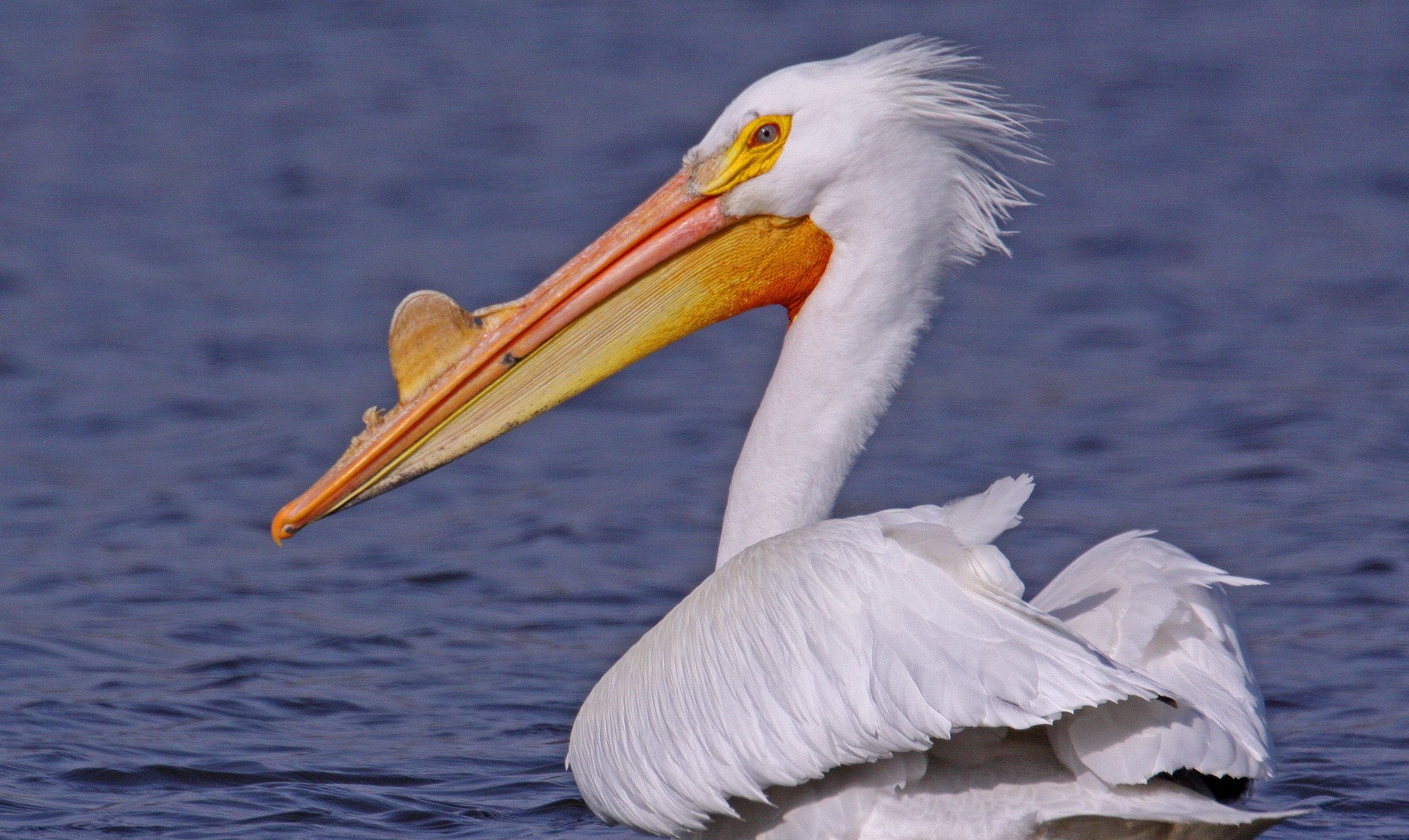 Pelicans Flock to Preserves - Forest Preserve District of Will County