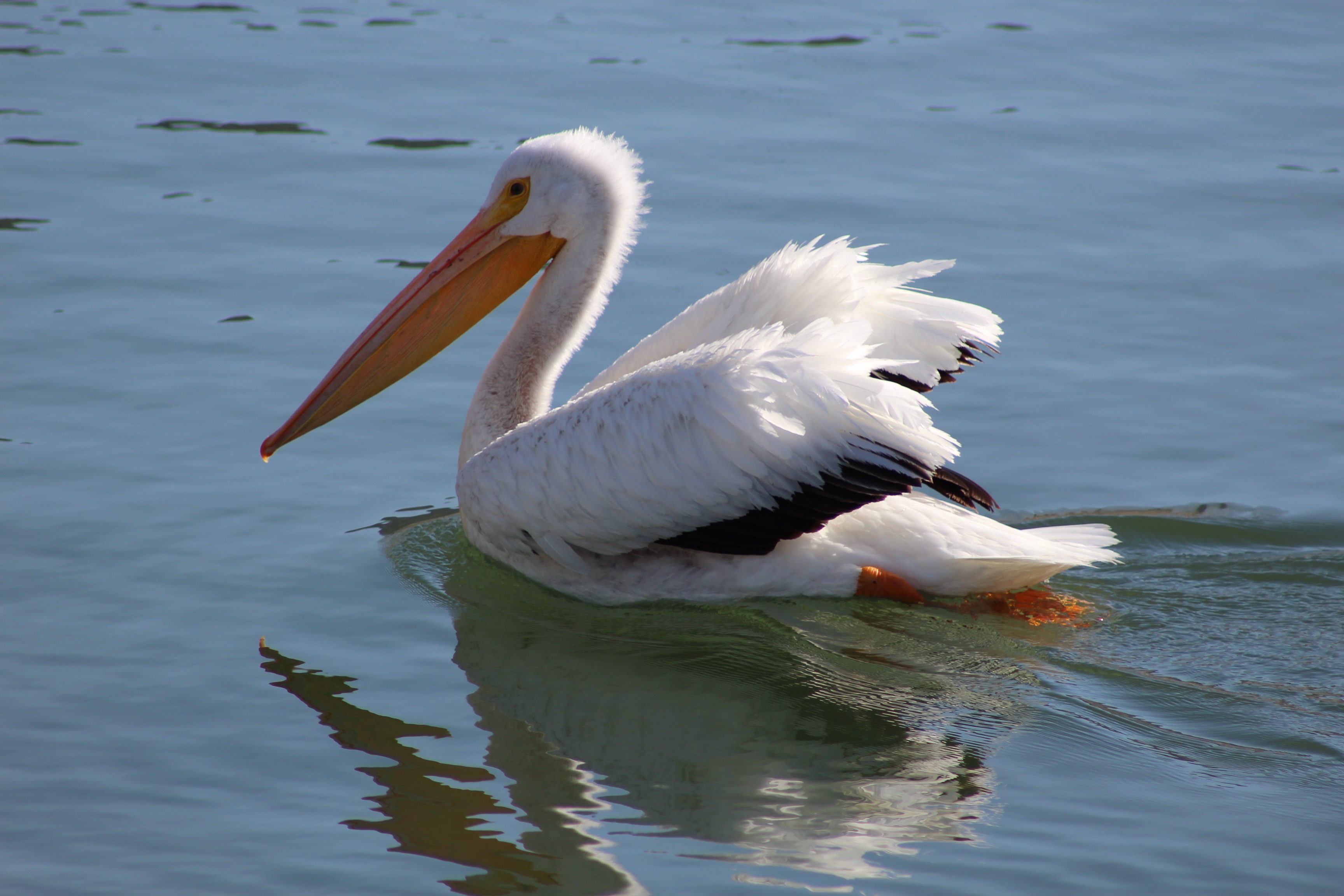 Idaho Fish and Game takes aim at pelicans – Idaho Business Review