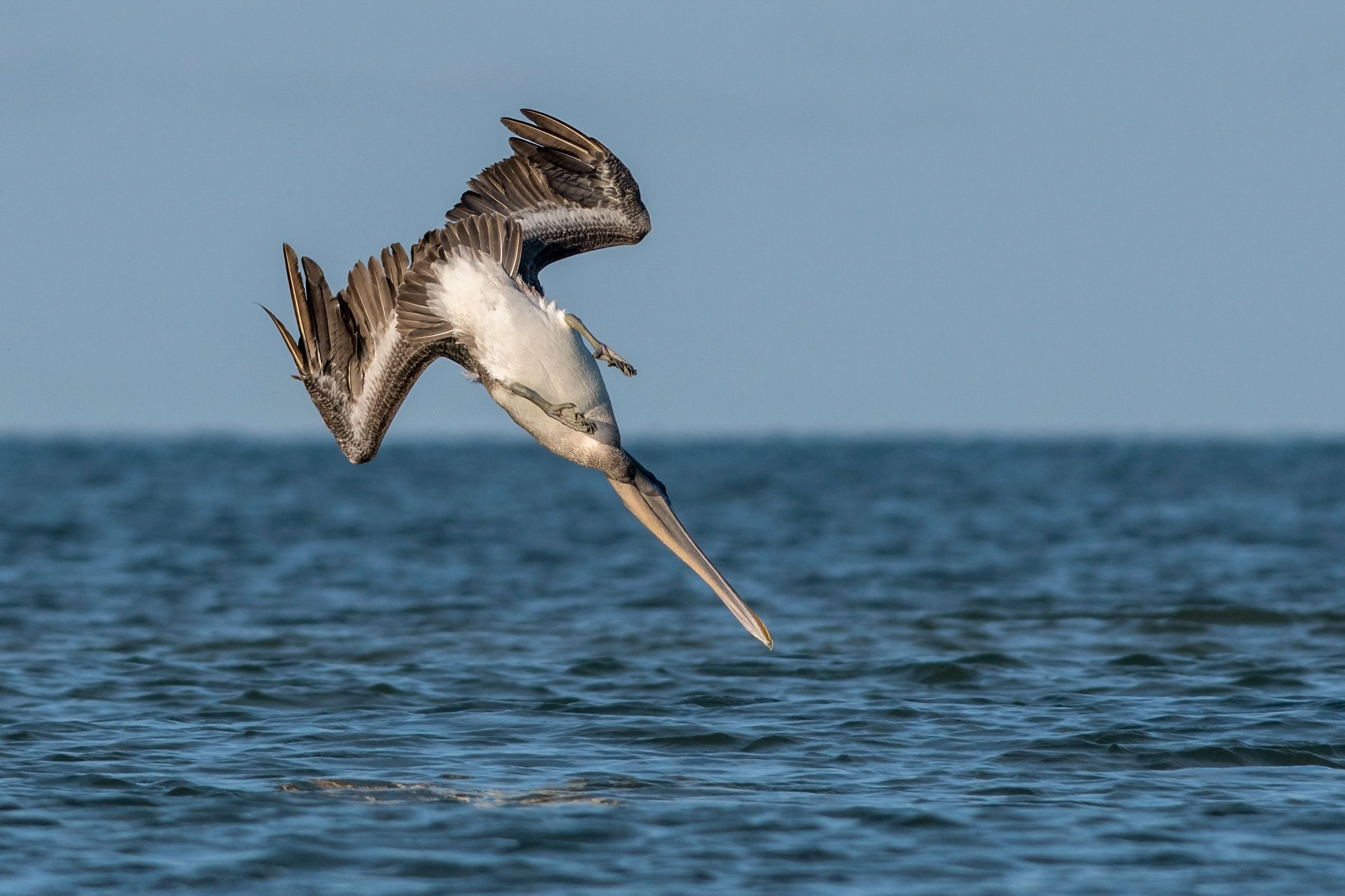 How Brown Pelicans Dive After Fish Without Breaking Their Necks ...
