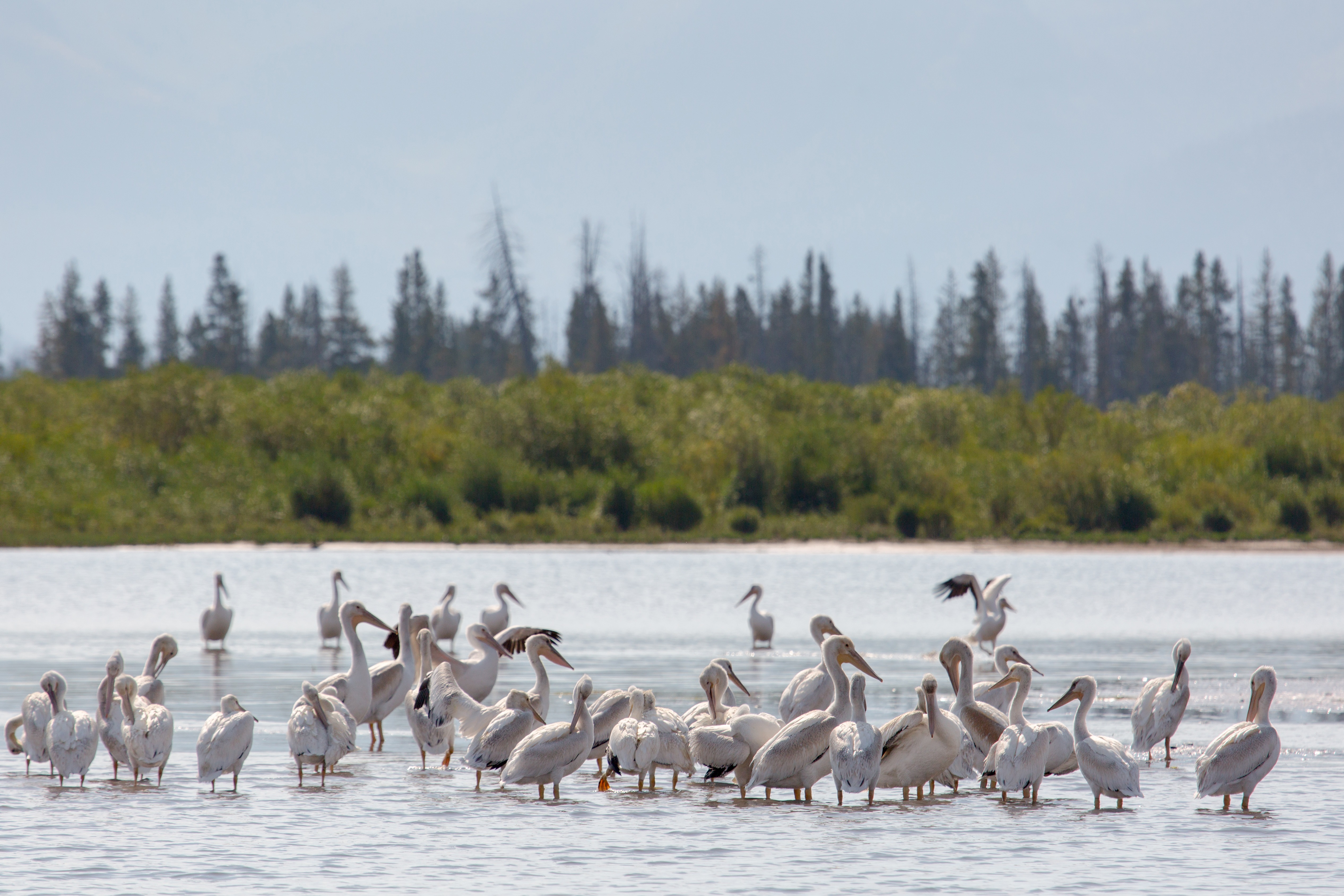 Pelicans in the river photo
