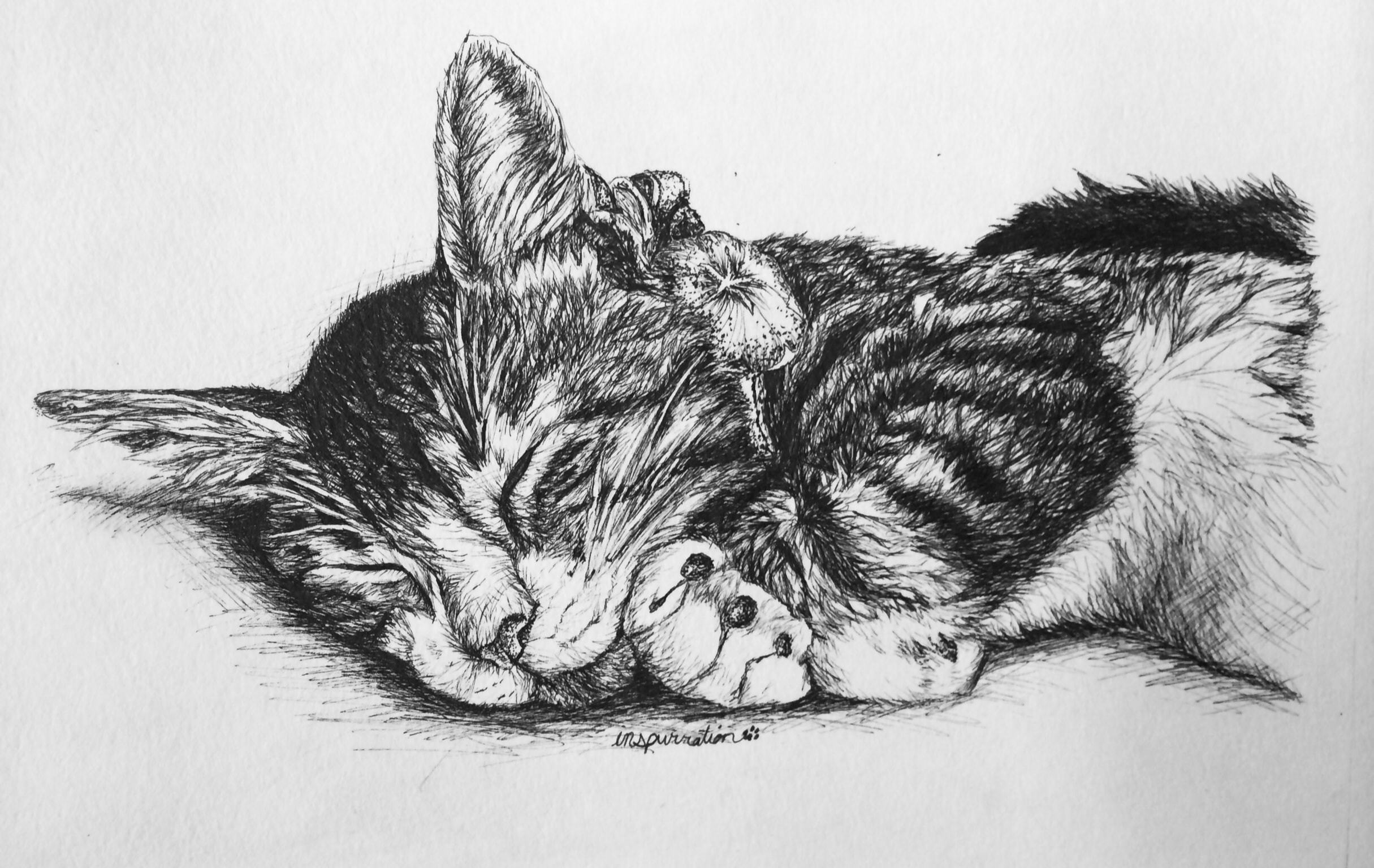 Custom Pen and Ink Cat Drawings by Inspurration - The Conscious Cat