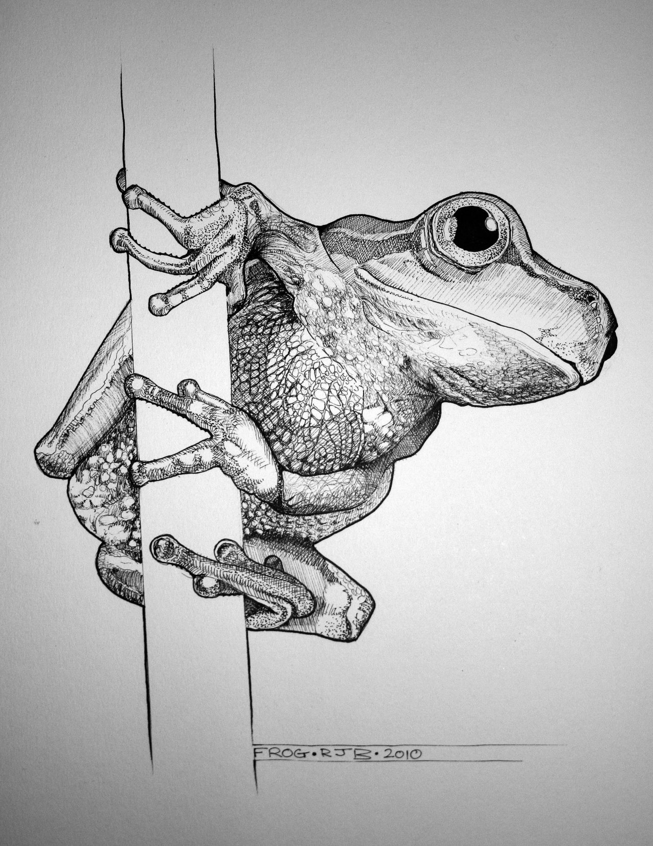 Frog pen and ink by rojobe on DeviantArt