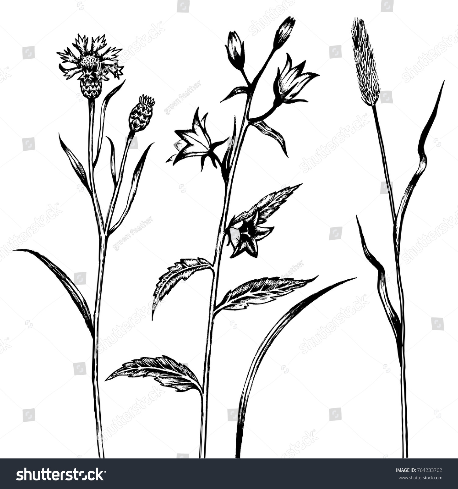 Wildflowers Graphic Drawing Indian Ink Pen Stock Vector 764233762 ...