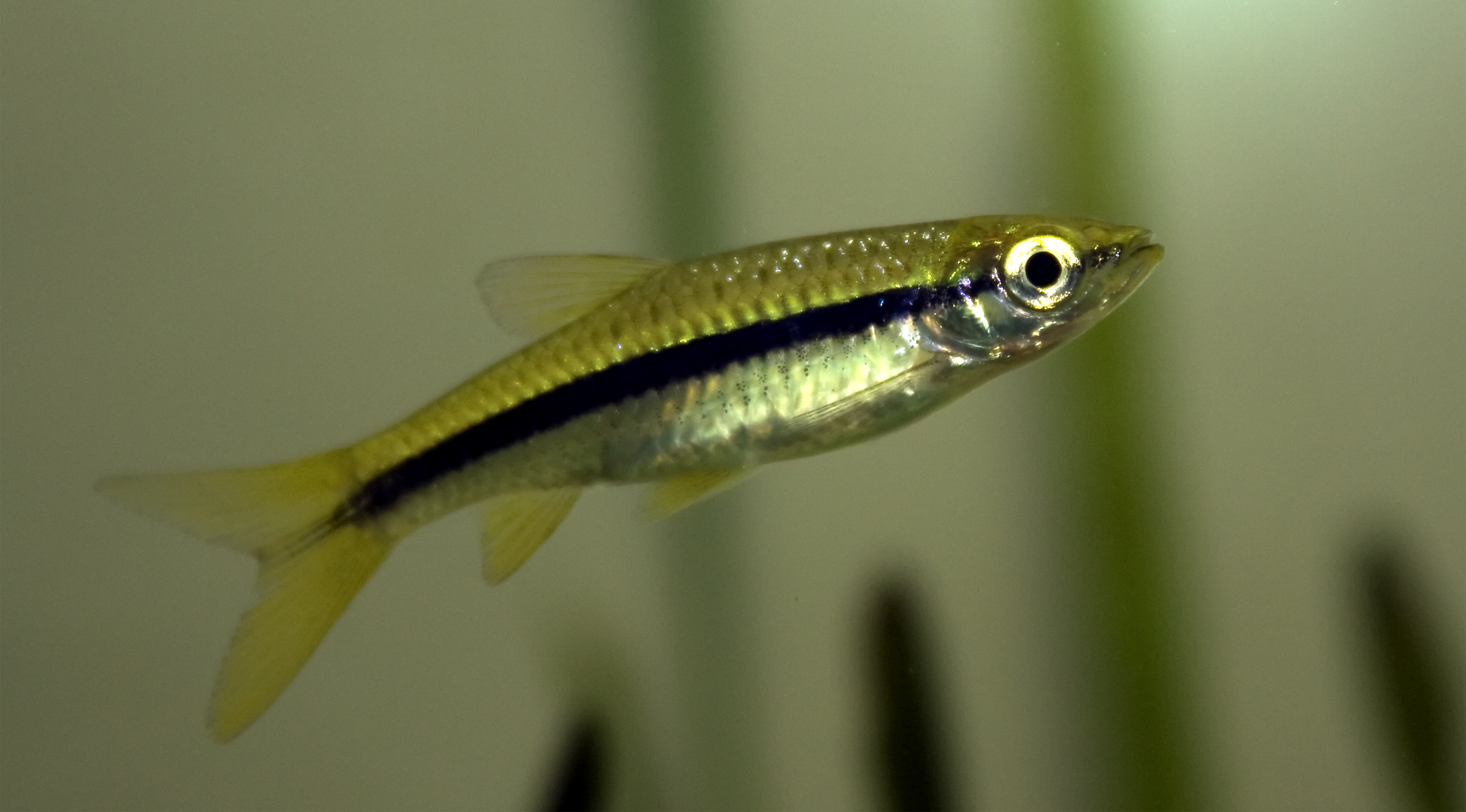 Pencil Fish in an Aquarium Tank, Animal, Gold, Tail, Small, HQ Photo