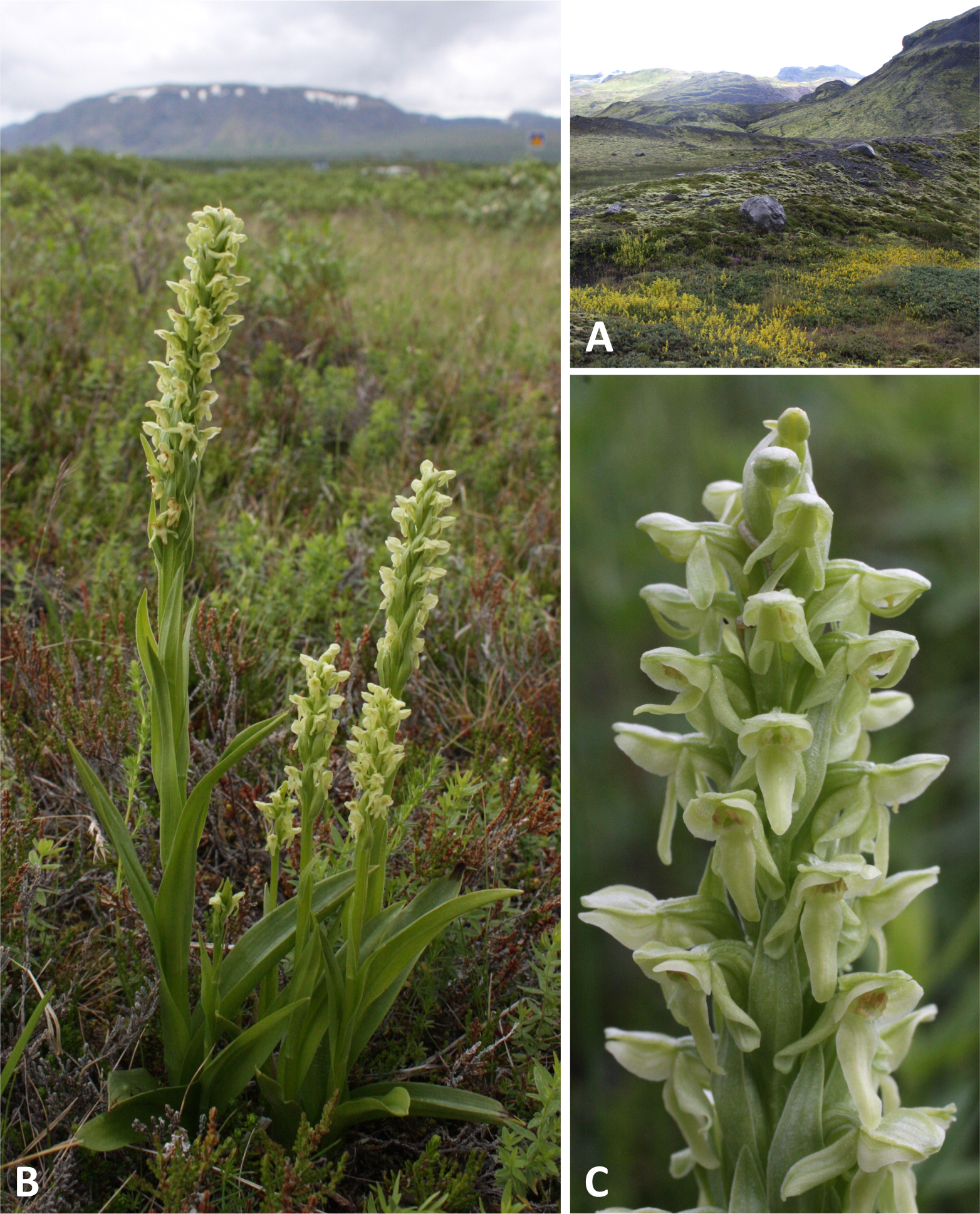 Floral miniaturisation and autogamy in boreal-arctic plants are ...