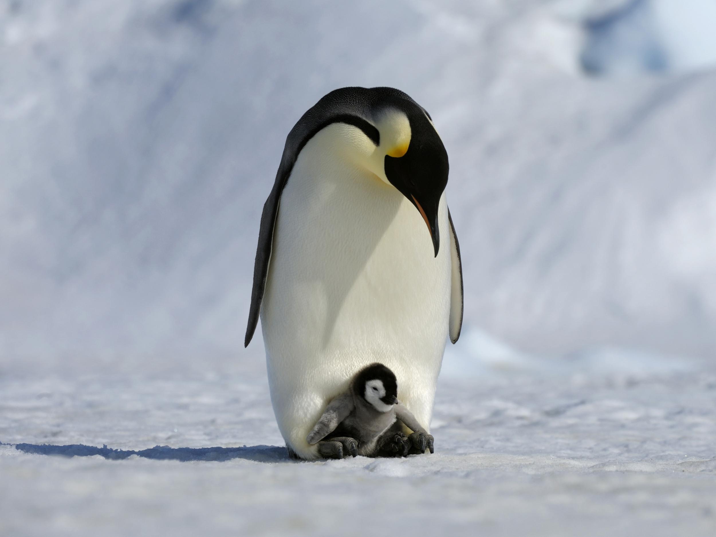Emperor Penguins: Good dads, but less dedicated than you may have ...