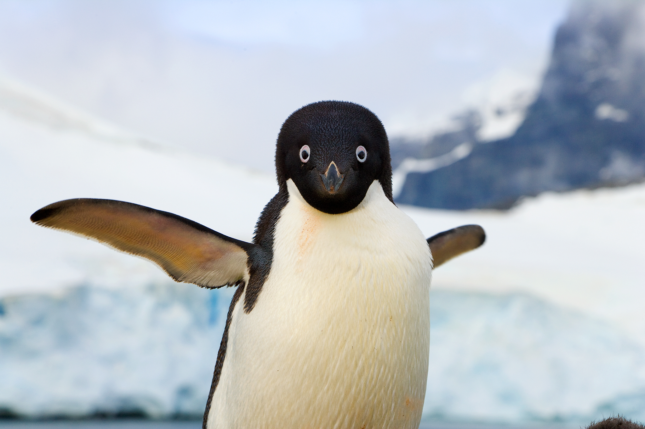 Free photo: Penguin - Animal, Animals, Penguins - Free Download - Jooinn