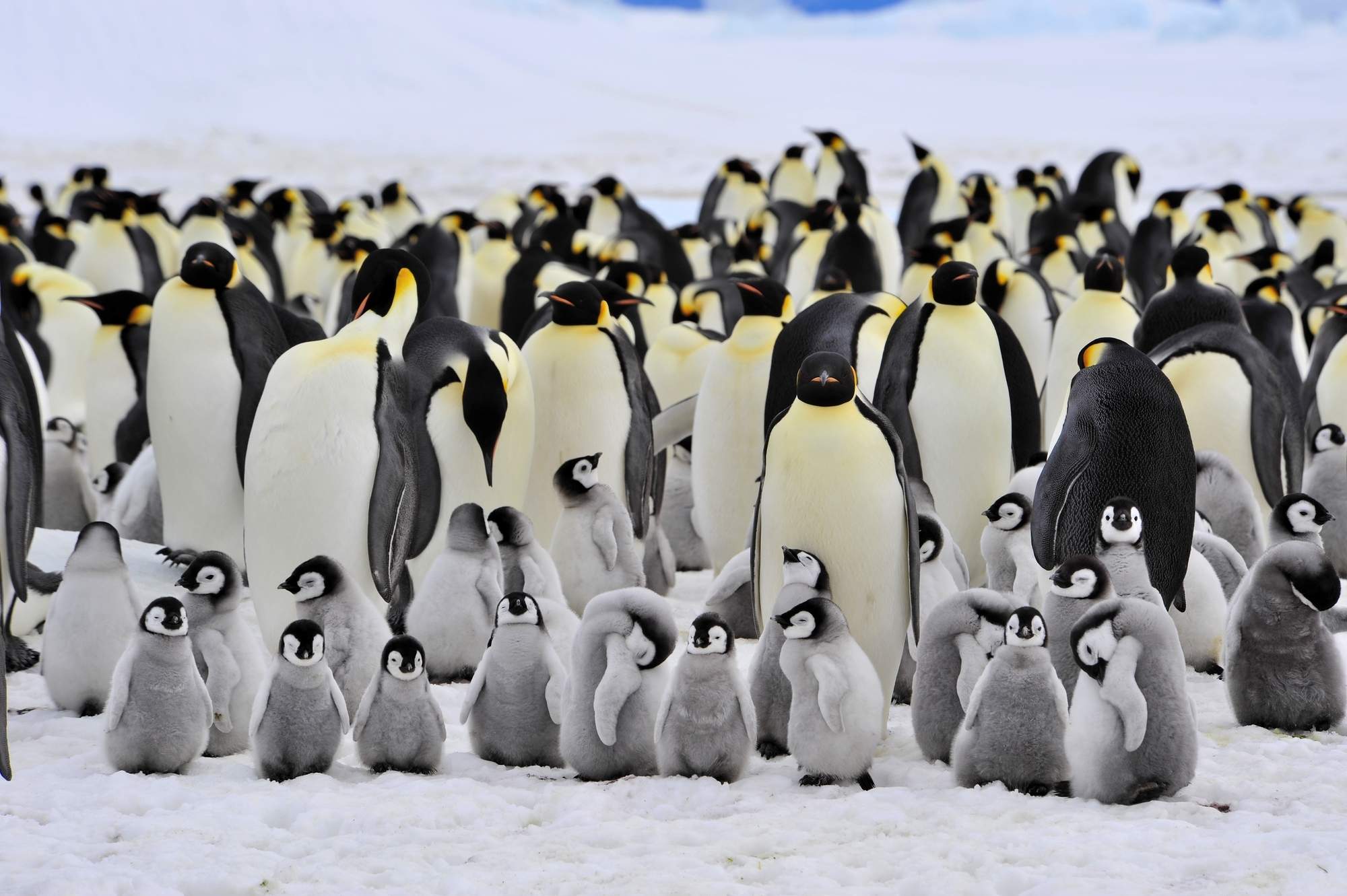 penguins | Popular Science