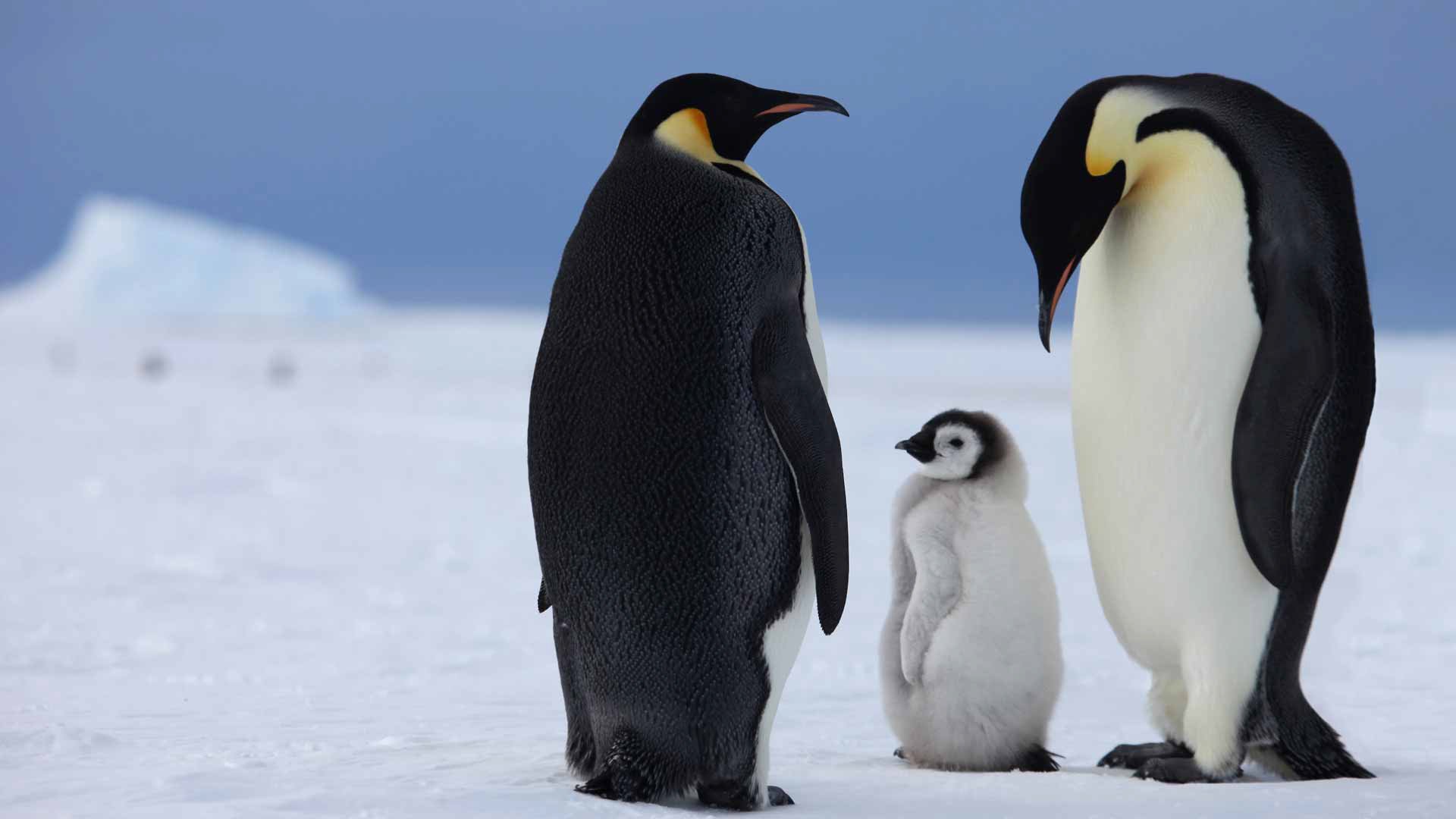 In Search of the Emperor Penguin - Natural World Safaris