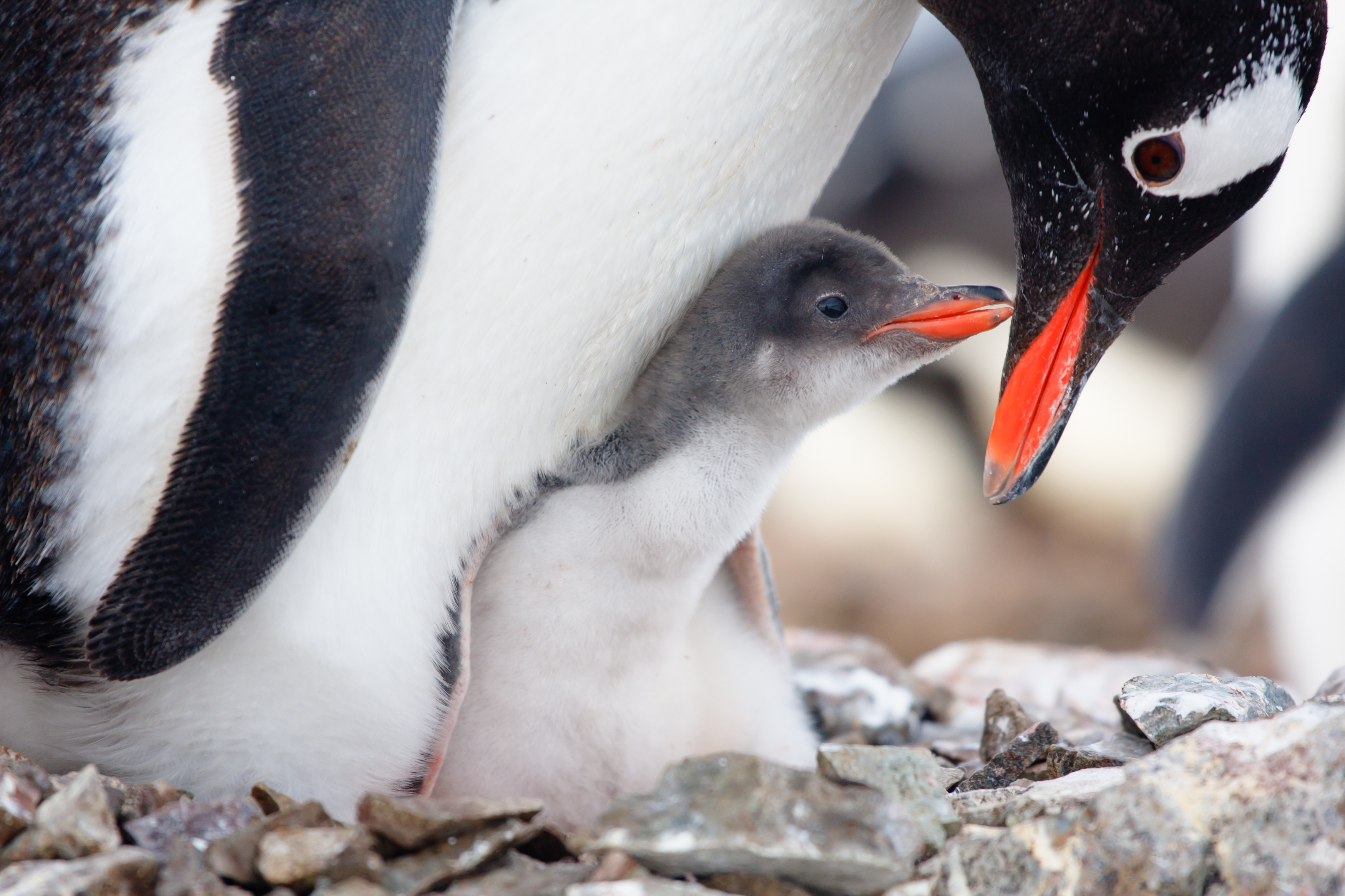 20 Black-and-White Facts About Penguins | Mental Floss