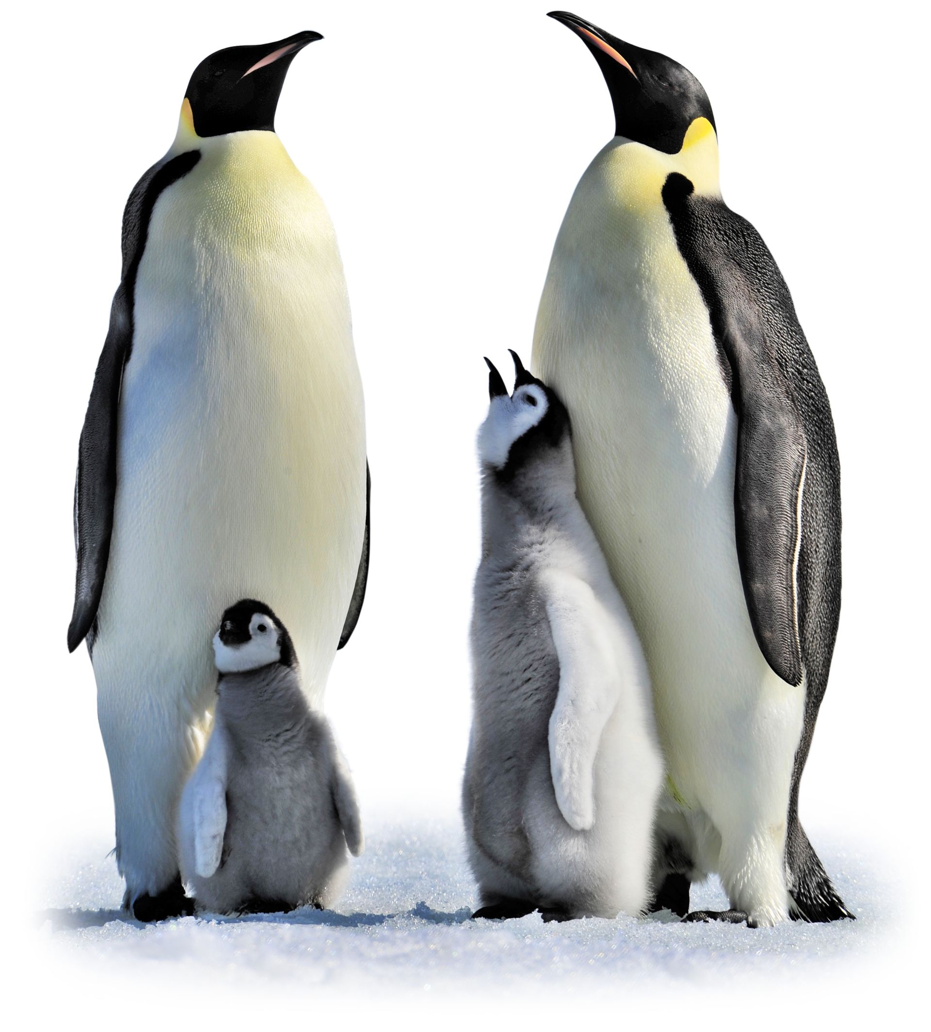 Penguin Eggs | Penguin Parents | DK Find Out