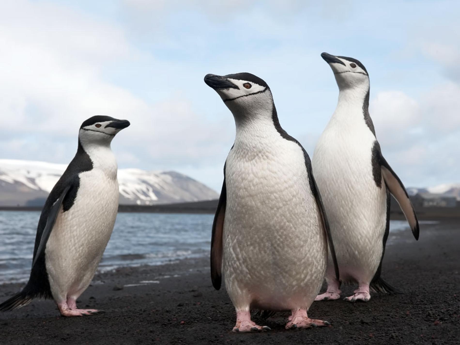 Penguin Numbers Plummeting—Whales Partly to Blame?