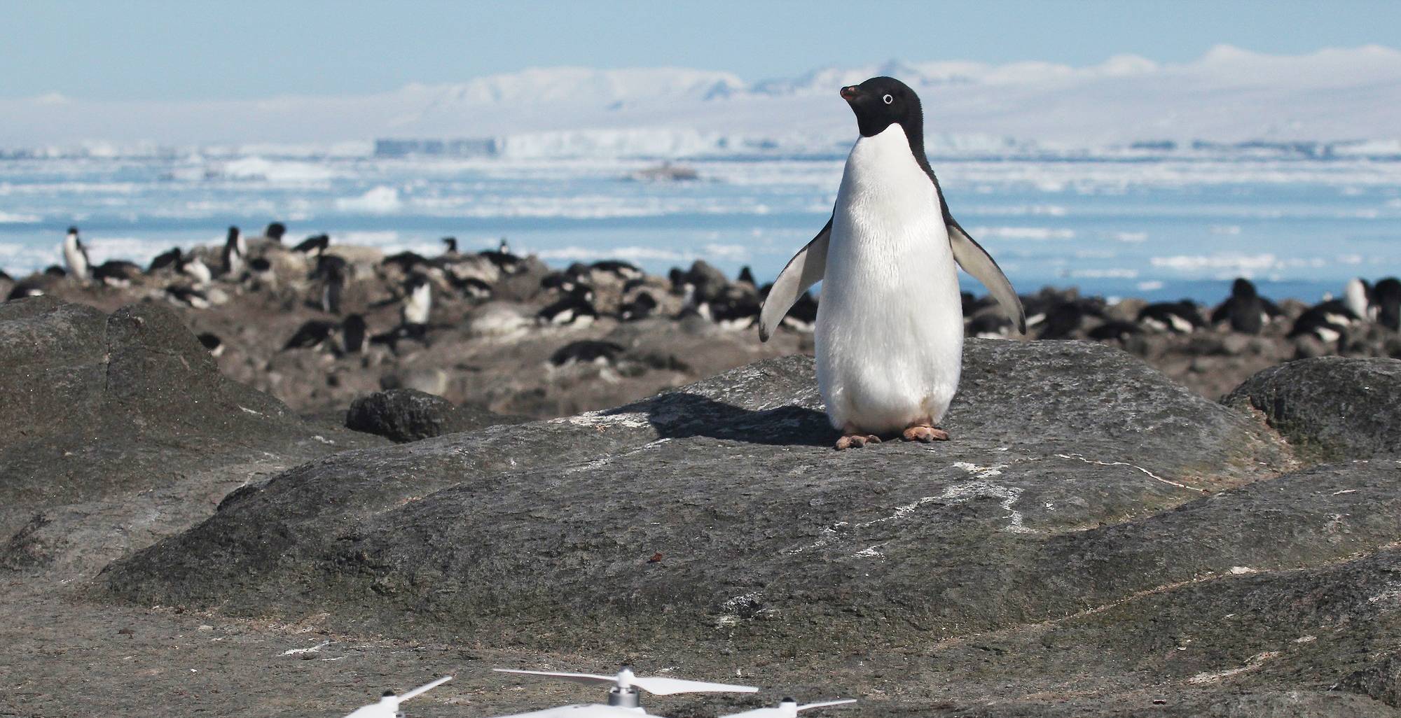 The Secret Is Out: Scientists Spot Penguin 'Super-Colony' in ...