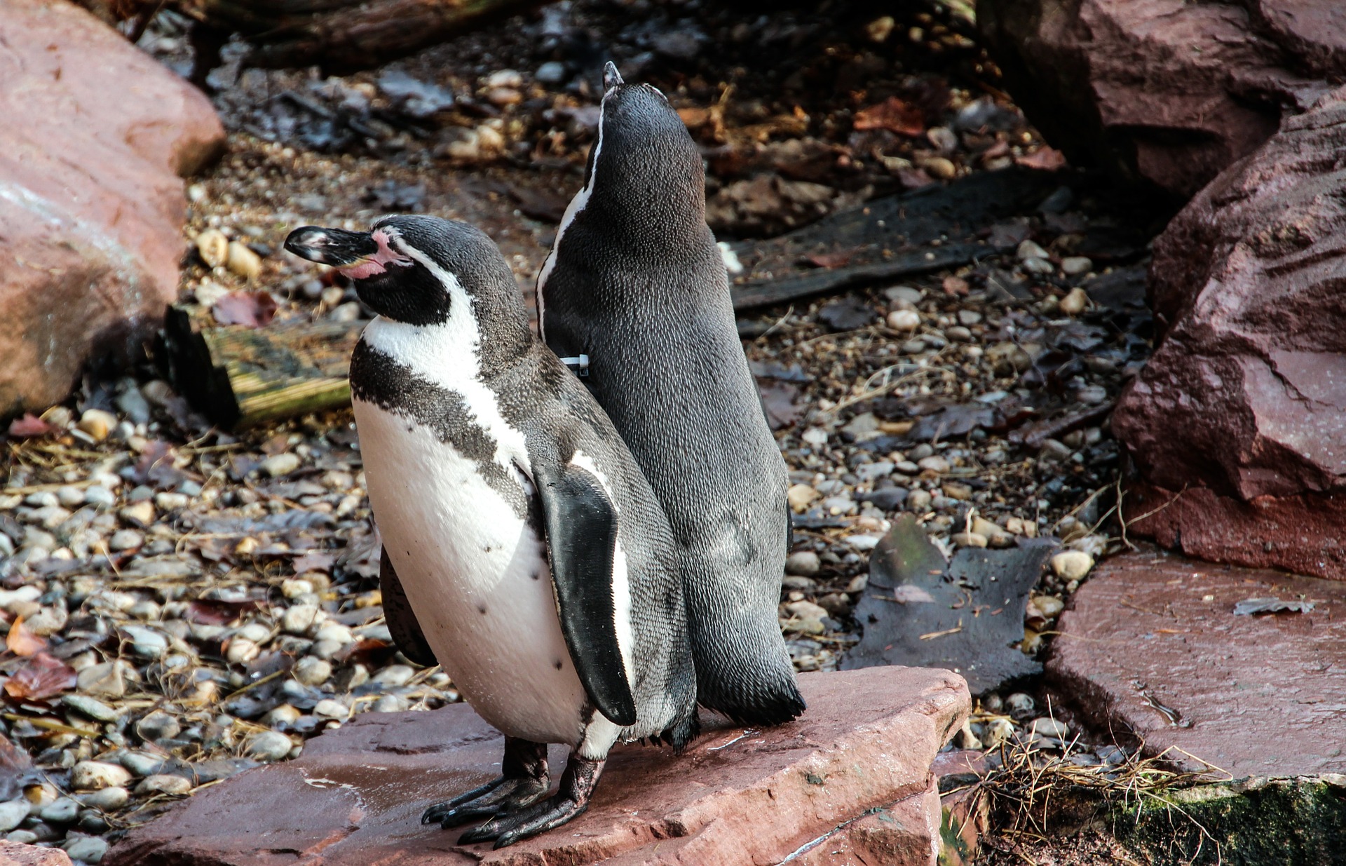 Penguin couple photo