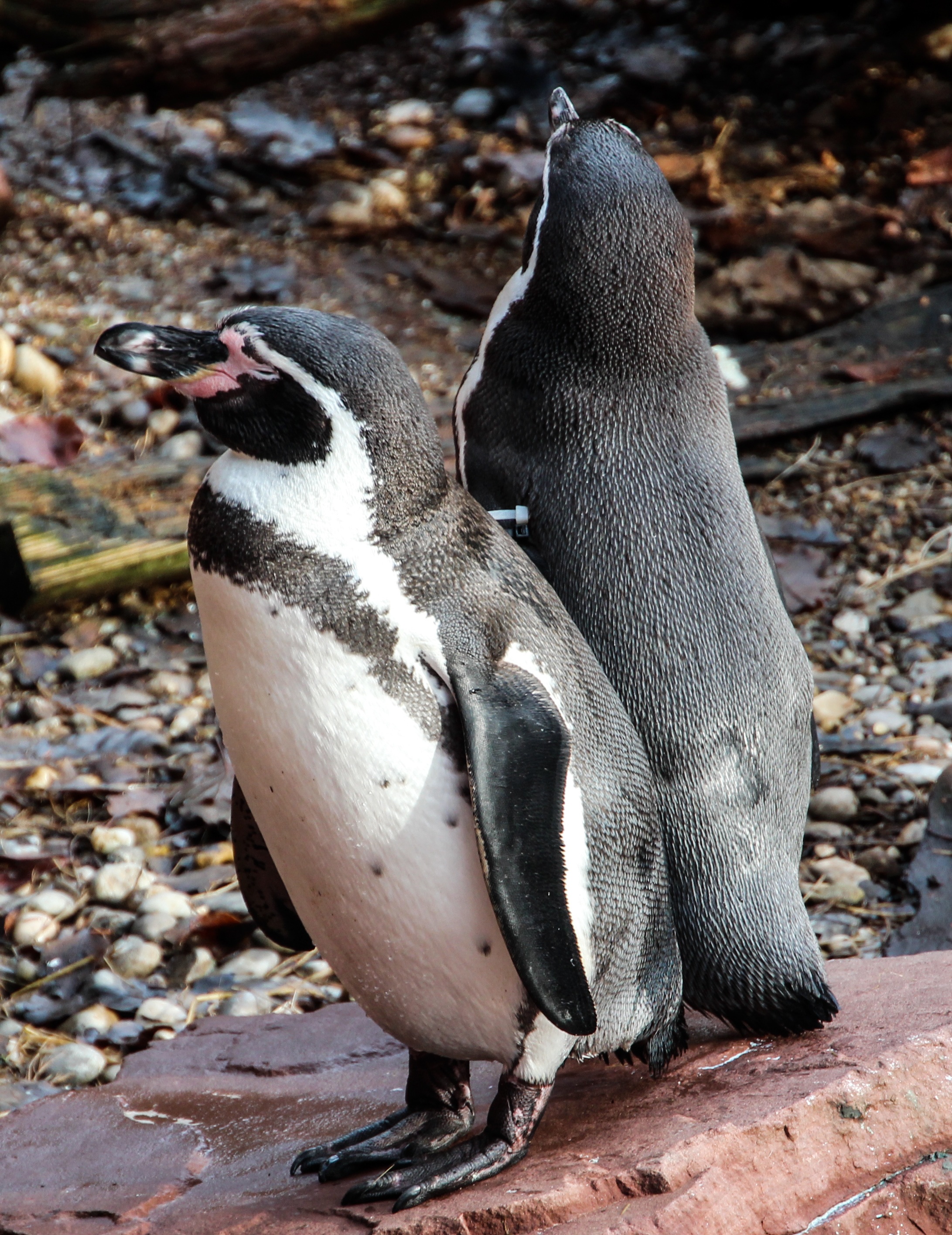 Penguin couple photo