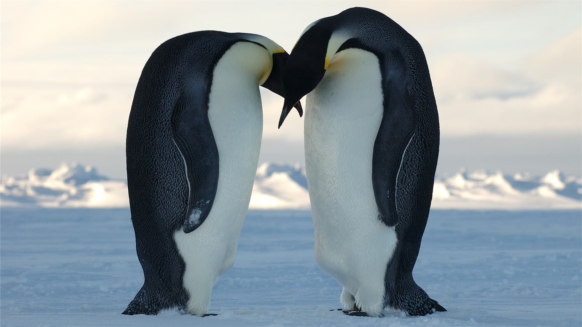 Full HD Wallpaper penguin couple snow romantic, Desktop Backgrounds ...
