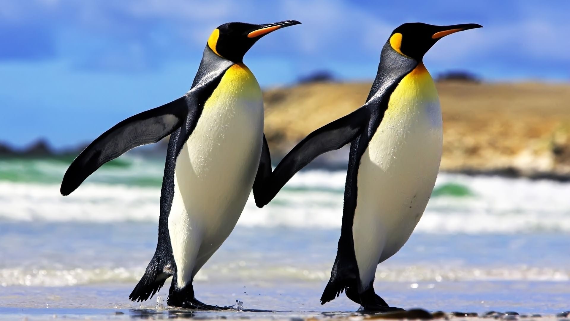 Penguin Couple Animals HD Wallpaper Wallpaper | WallpaperLepi