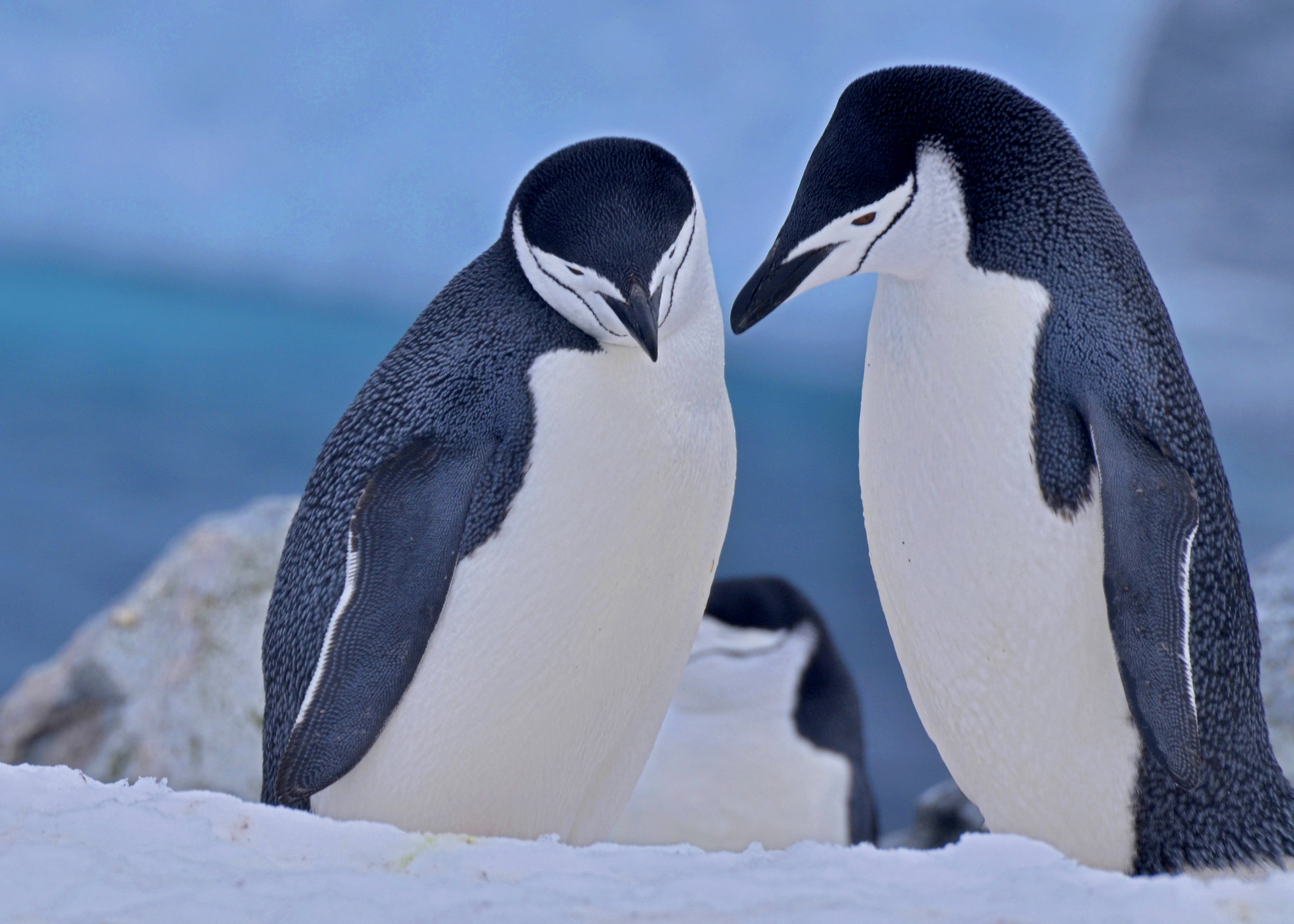 Chinstrap Penguin Couple - David Salomon