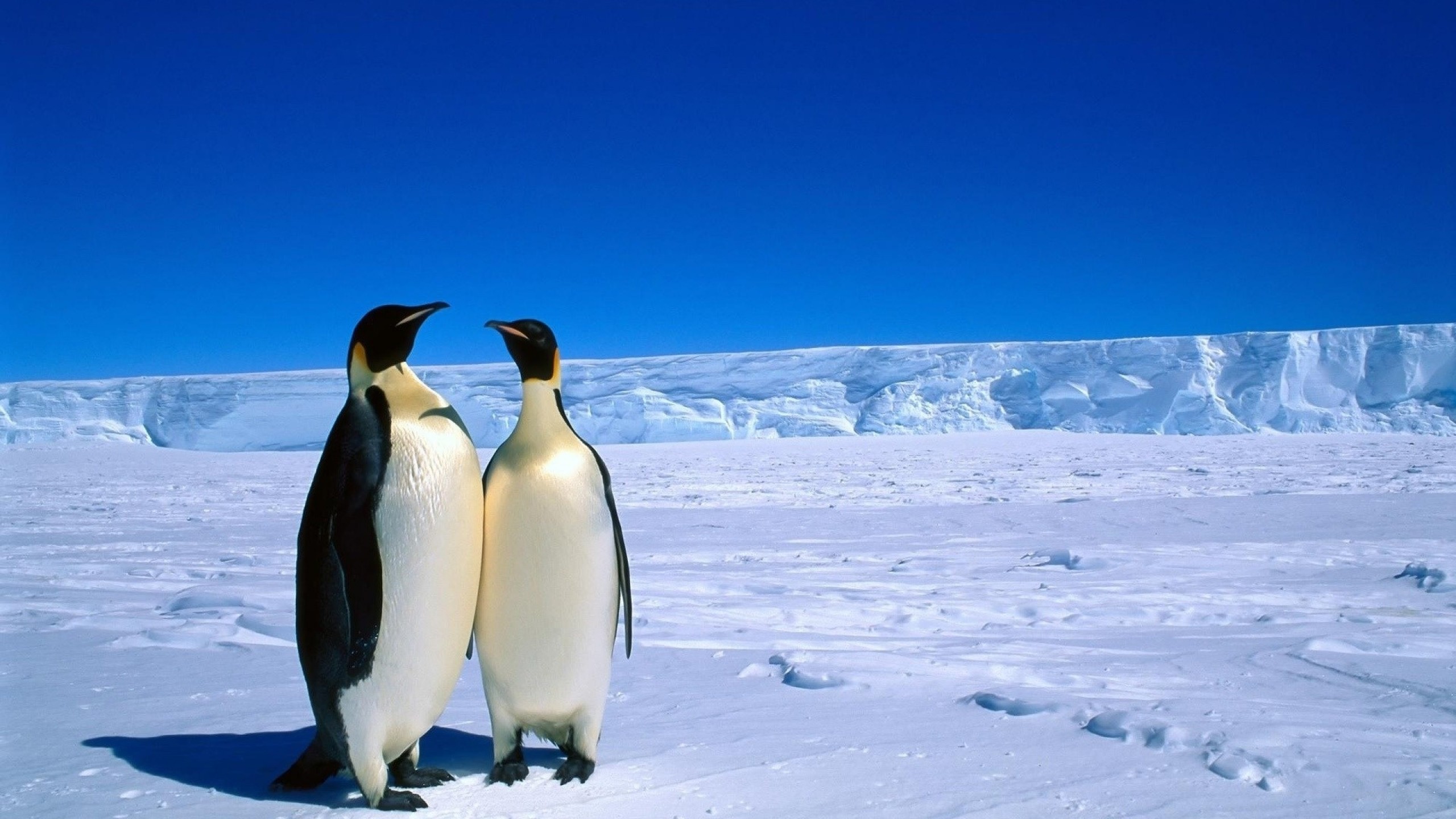 Antarctica Penguin Couple Snow Wallpaper - HD Wallpapers