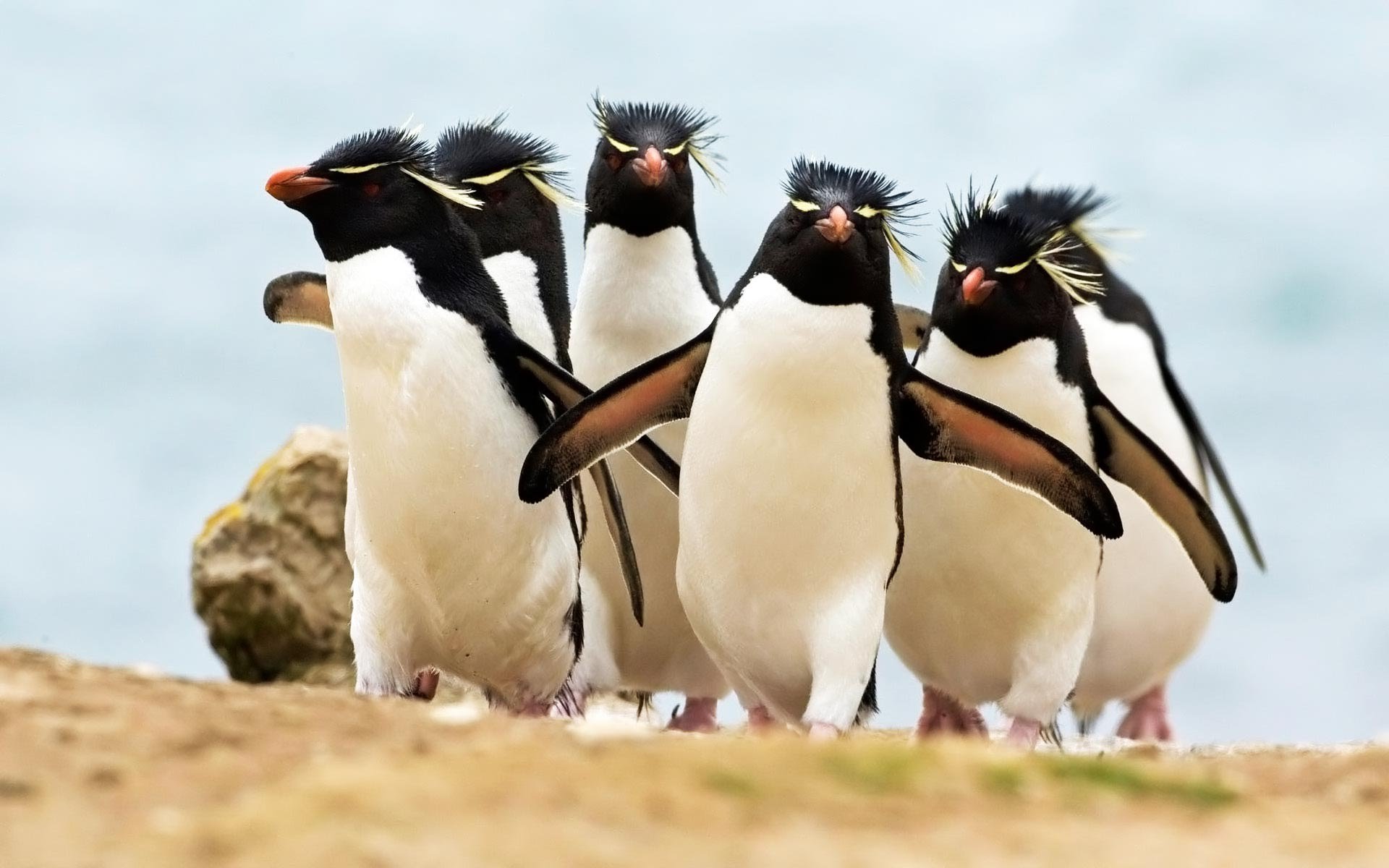 Test Your Penguin Knowledge With Our Penguin Pop Quiz! - Awesome Ocean