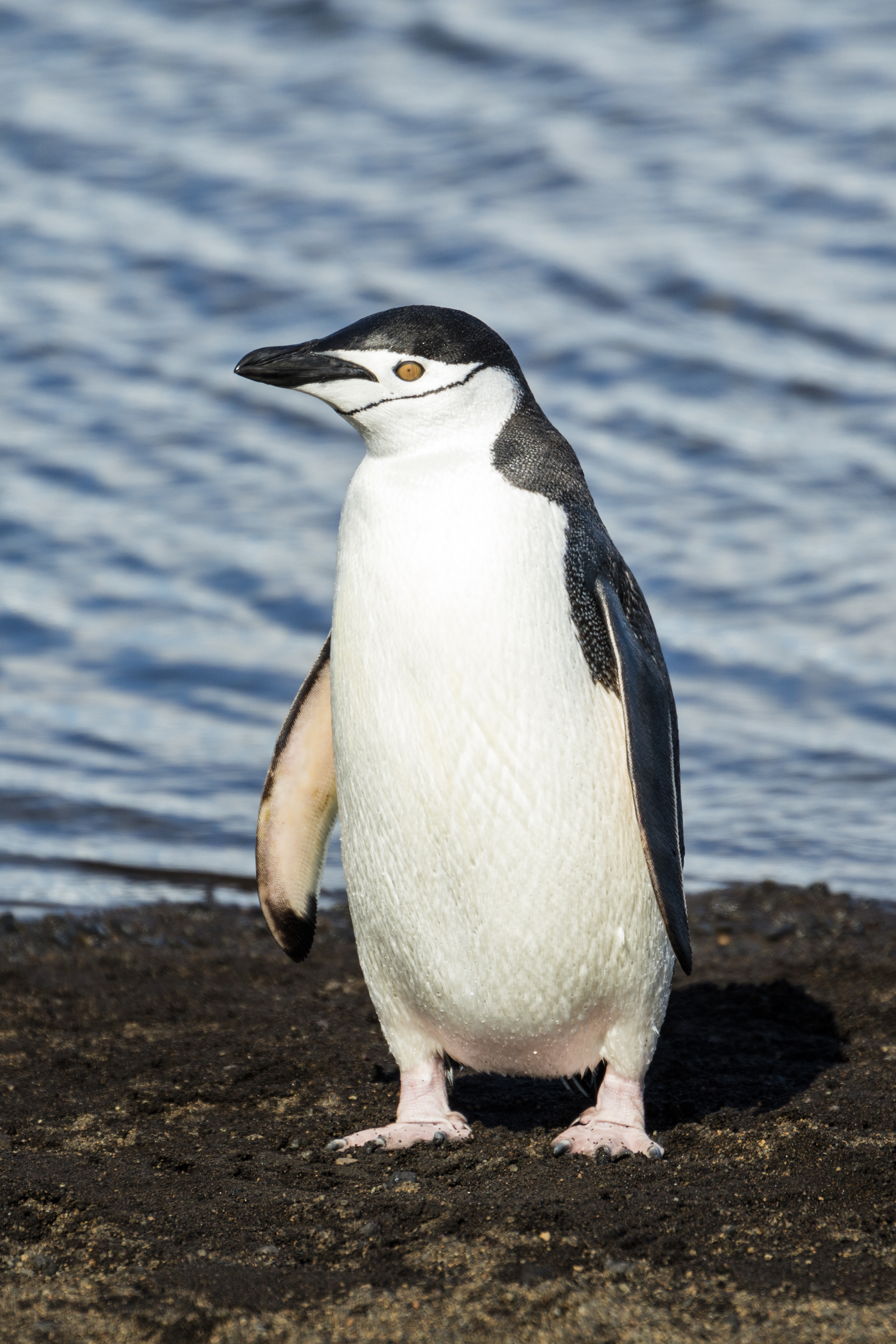 Penguine photo