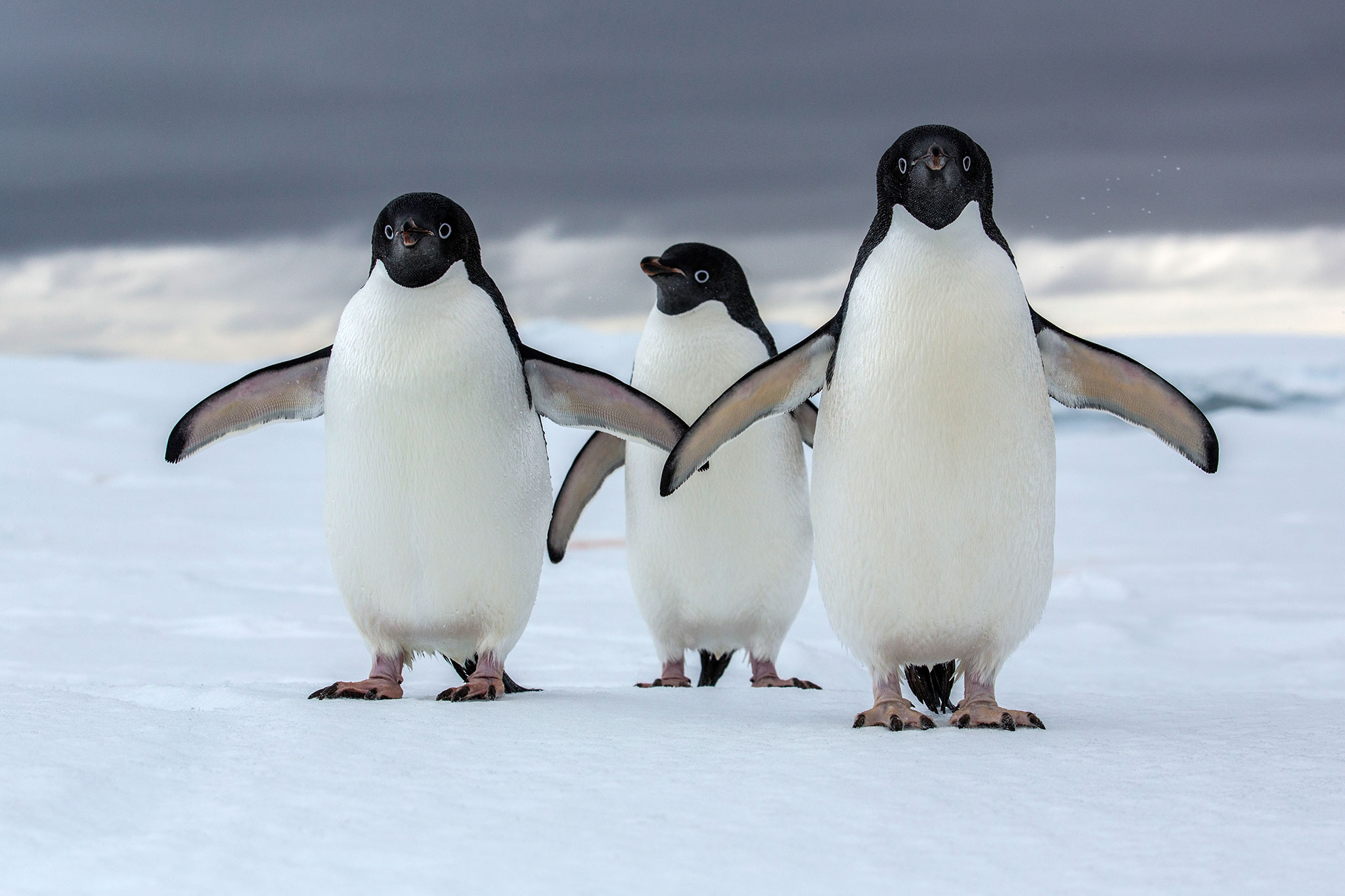Hidden Penguin Mega-Colonies Discovered in Antarctica