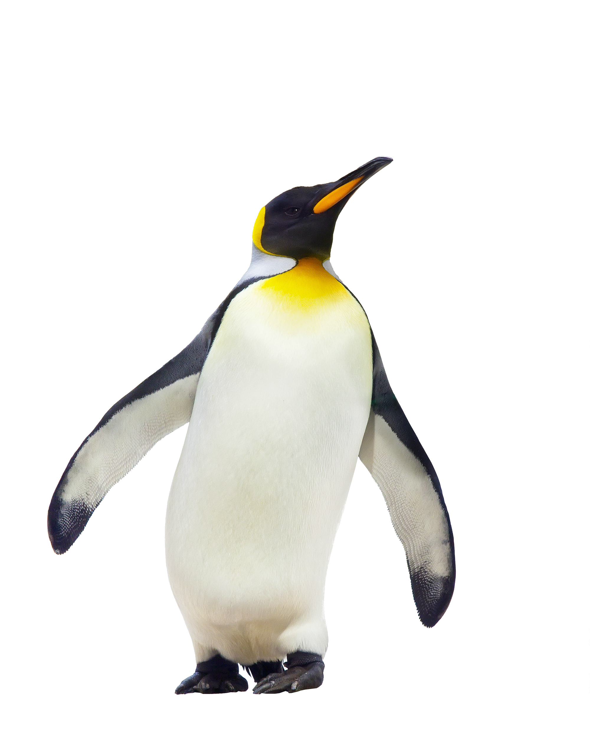 Penguin walking PNG Image - PurePNG | Free transparent CC0 PNG Image ...