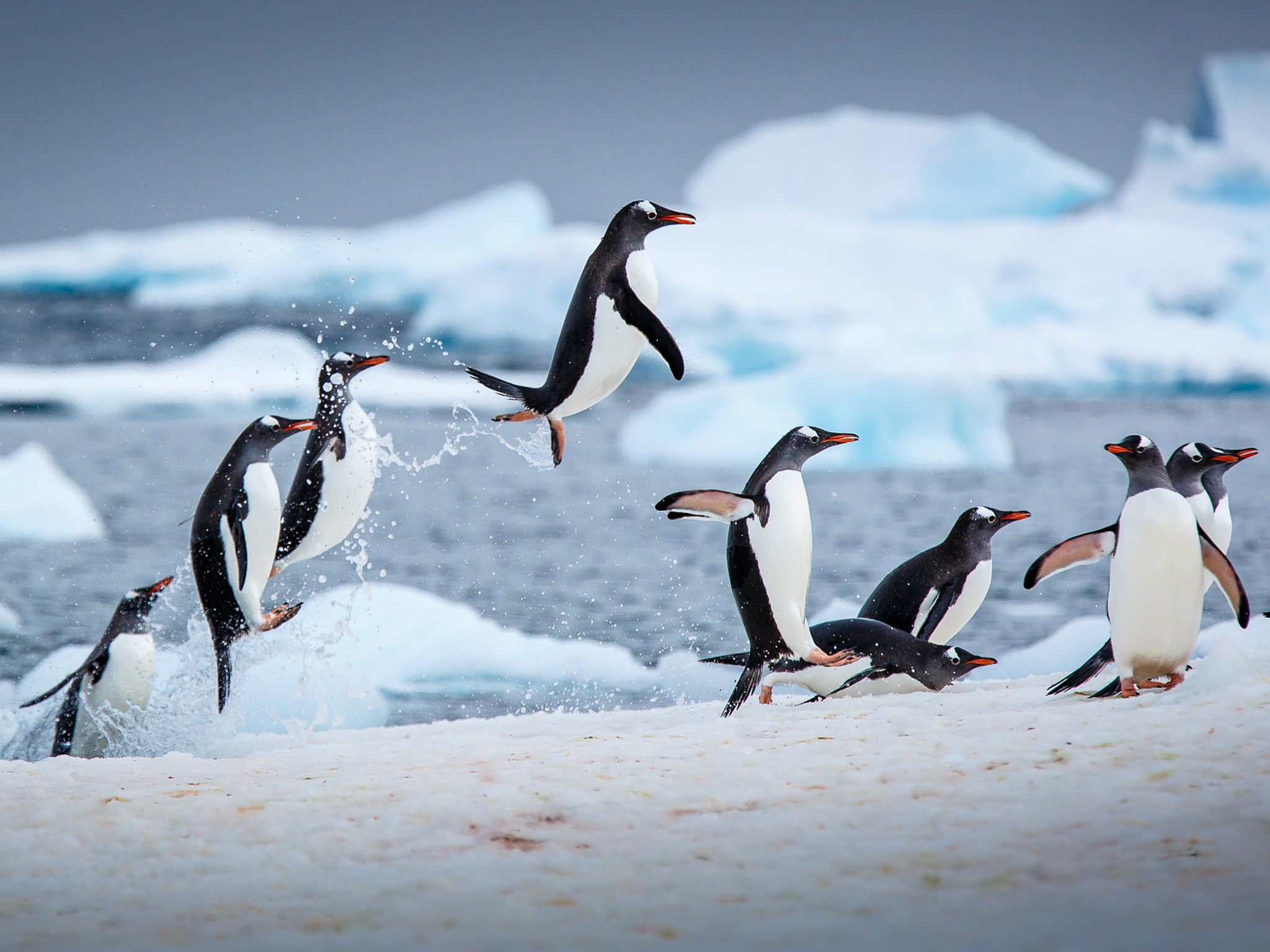 Penguin Awareness Day: 5 Places to See Penguins Around the World ...