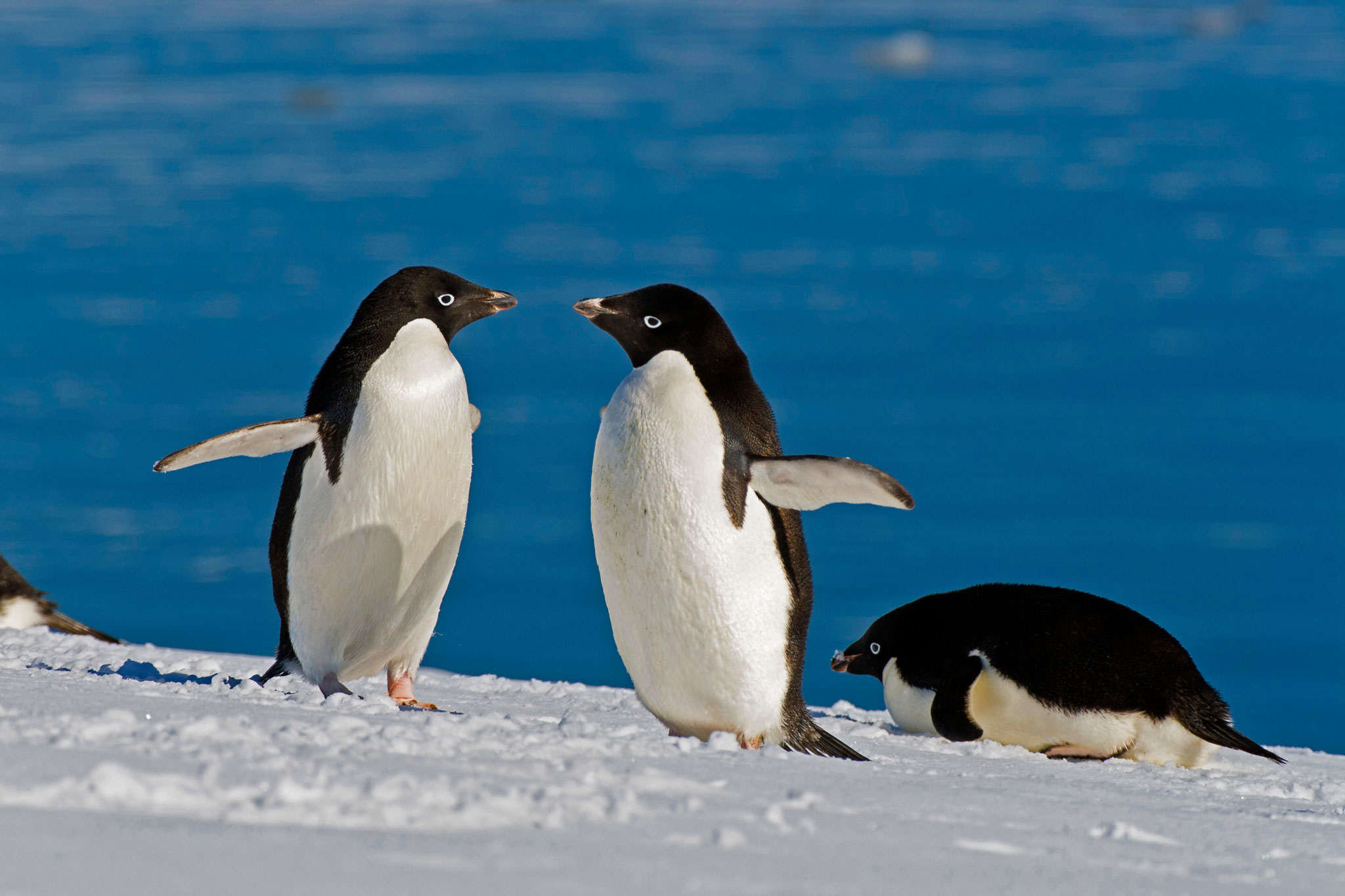 Penguins Caught Feasting on an Unexpected Prey