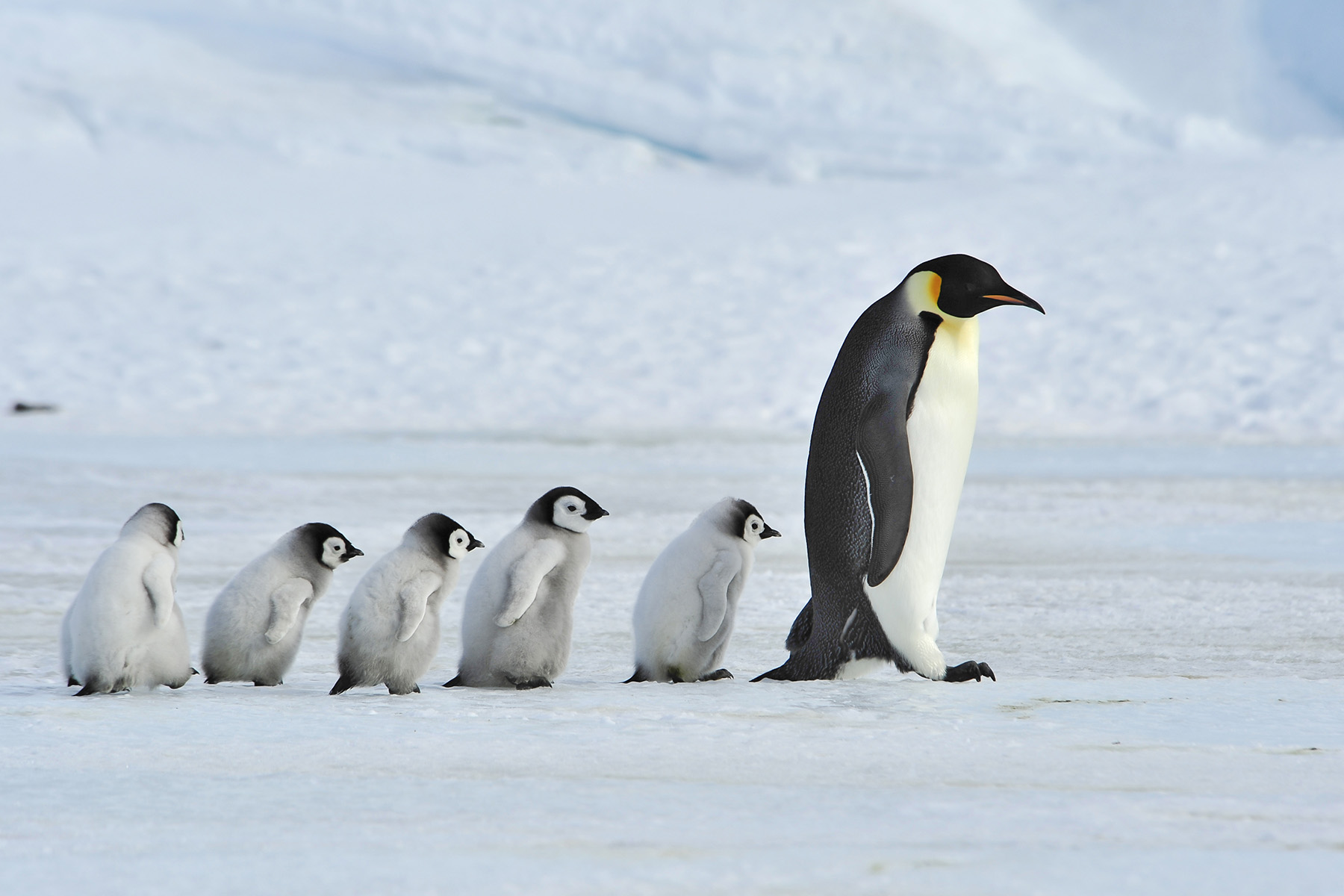 Emperor Penguins of Antarctica Photography Tour – Wild Images