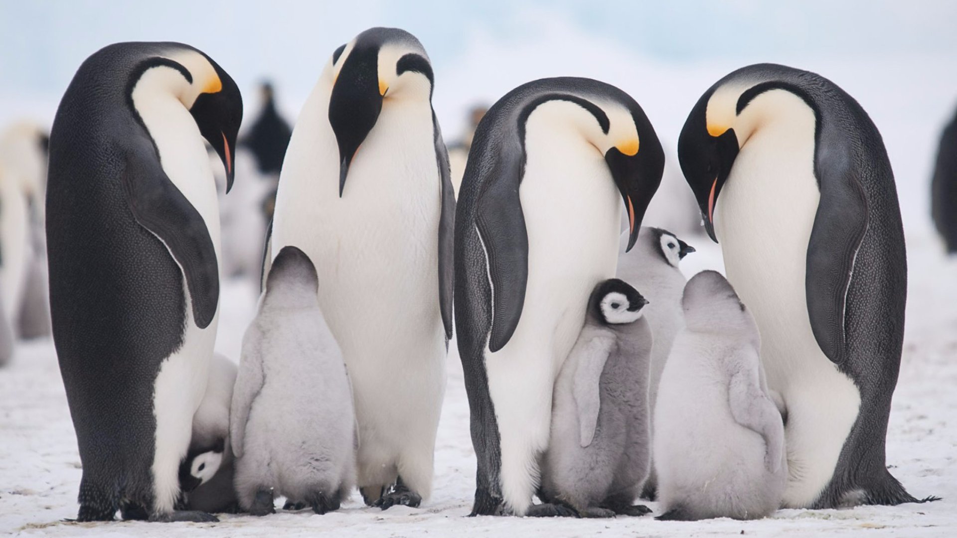 The Emperor Penguins of Snow Hill - Natural World Safaris
