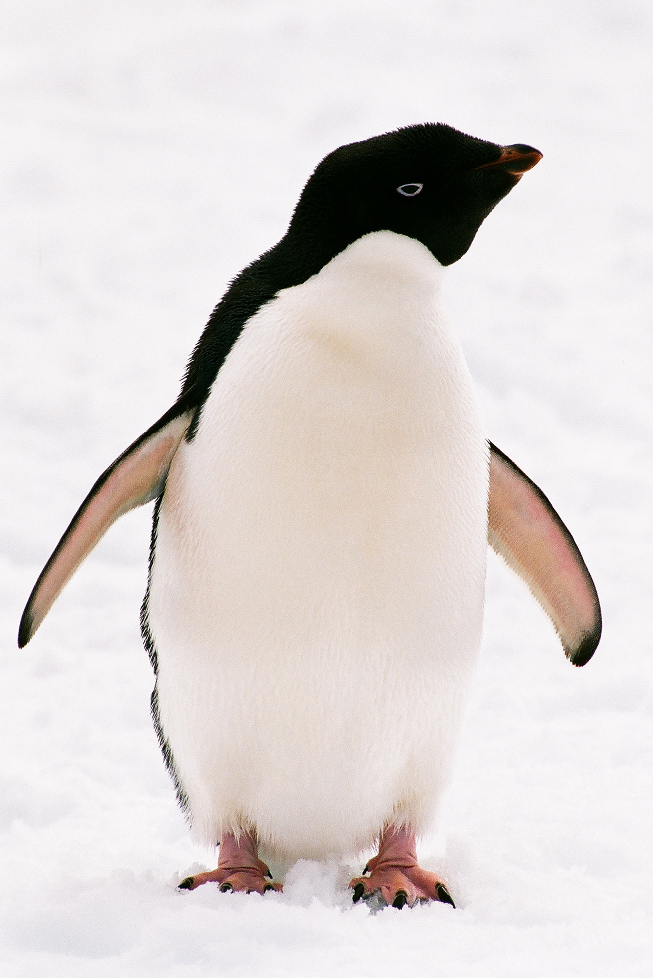 Adélie Penguin | Happy Feet Wiki | FANDOM powered by Wikia
