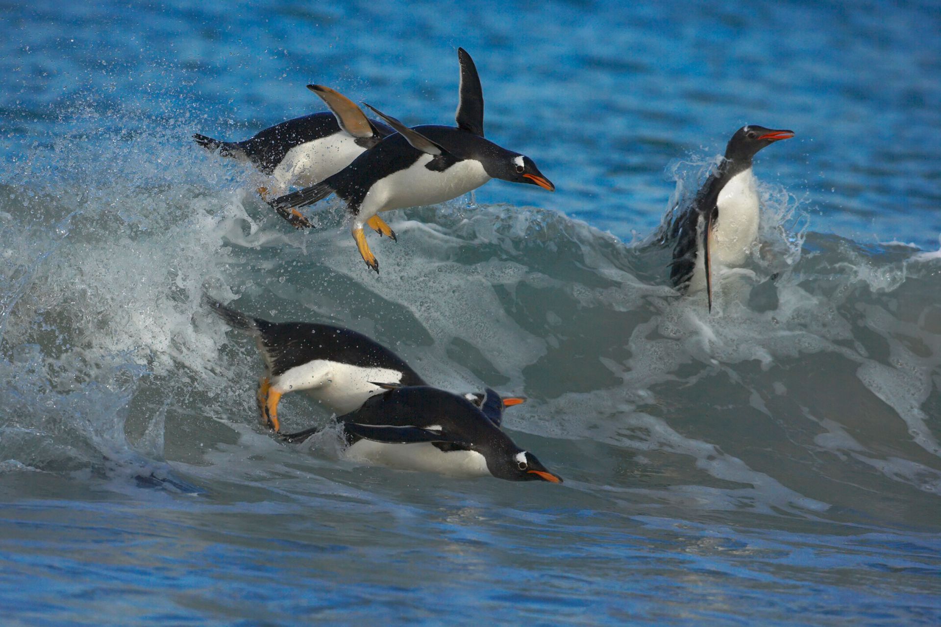 Penguins Swimming | Facts About Penguins | DK Find Out