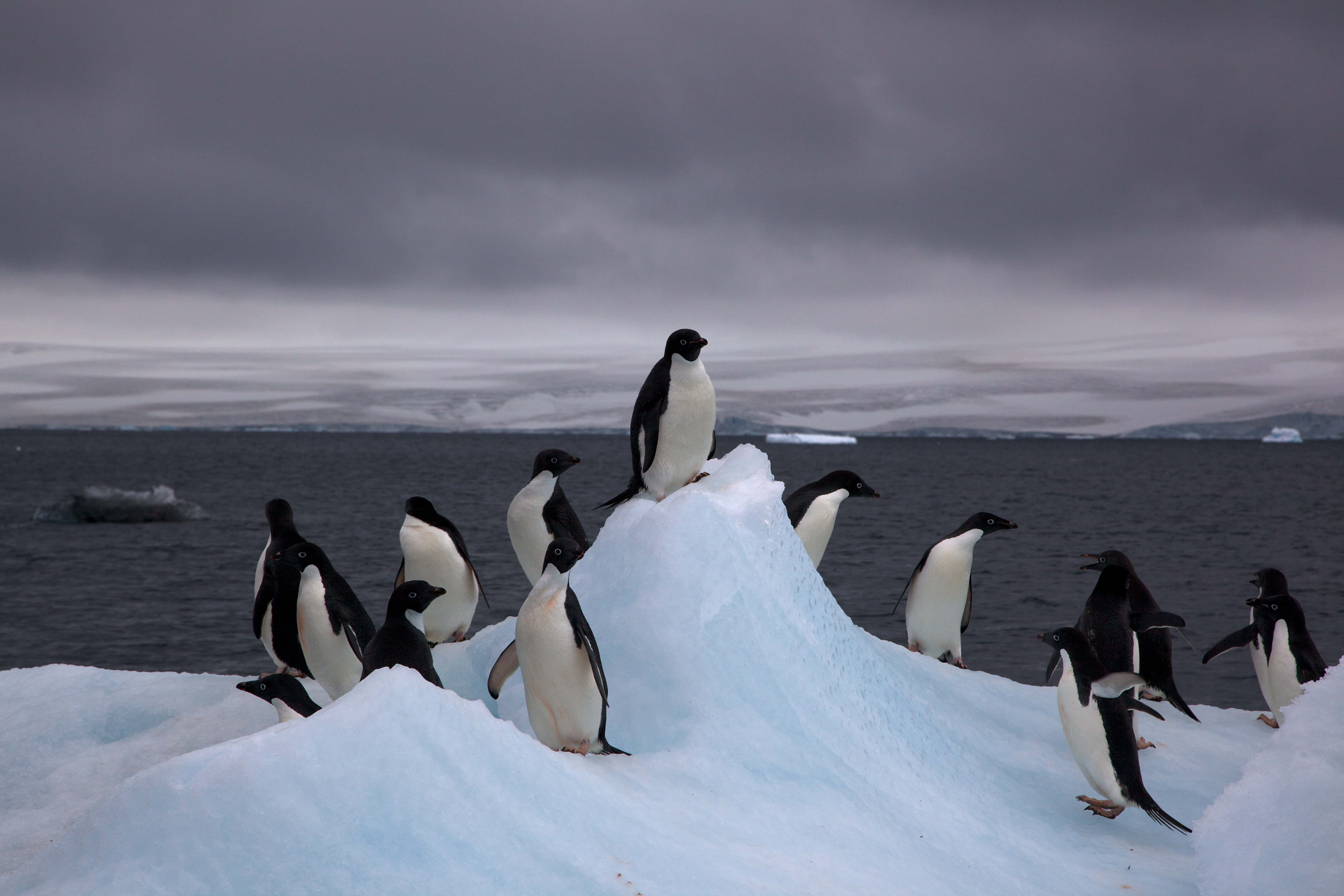 File:Adelie Penguins on iceberg.jpg - Wikimedia Commons
