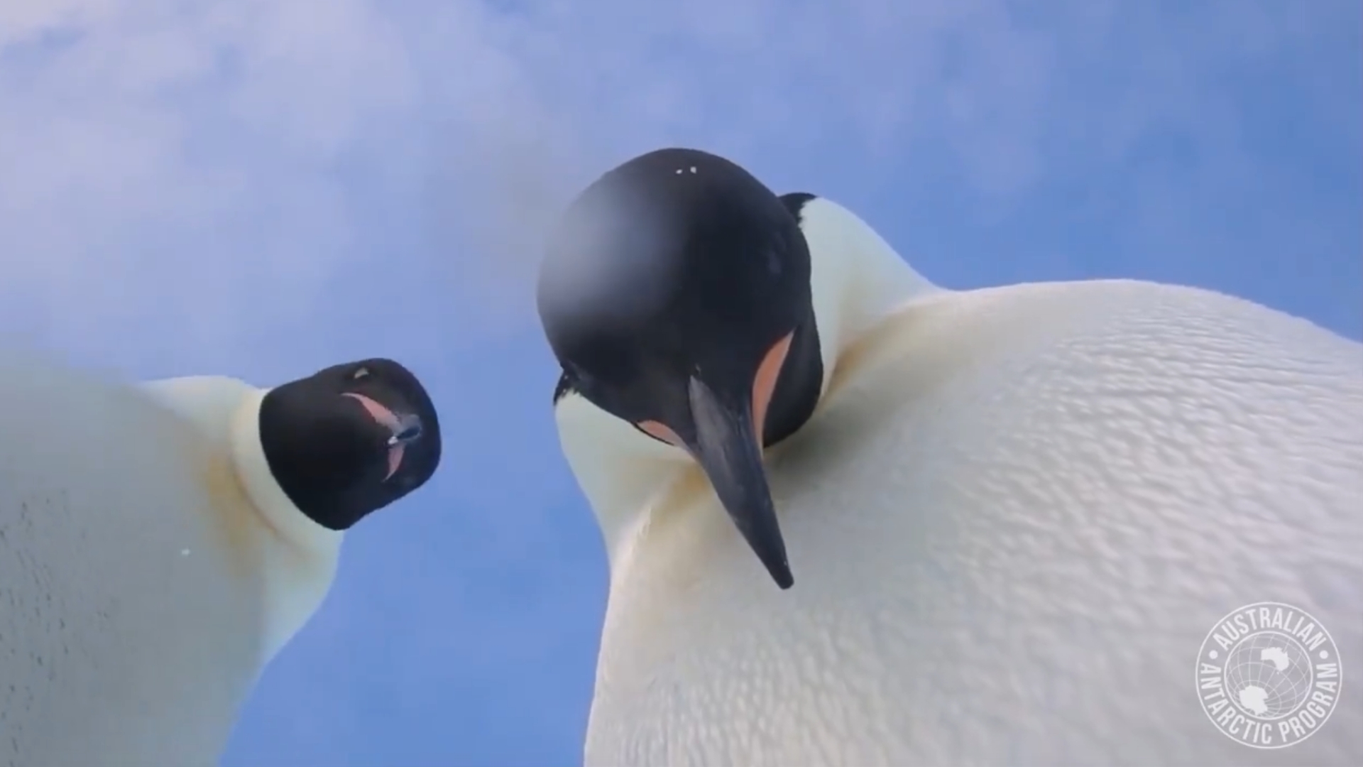 These penguins found a camera in Antarctica and captured a ...