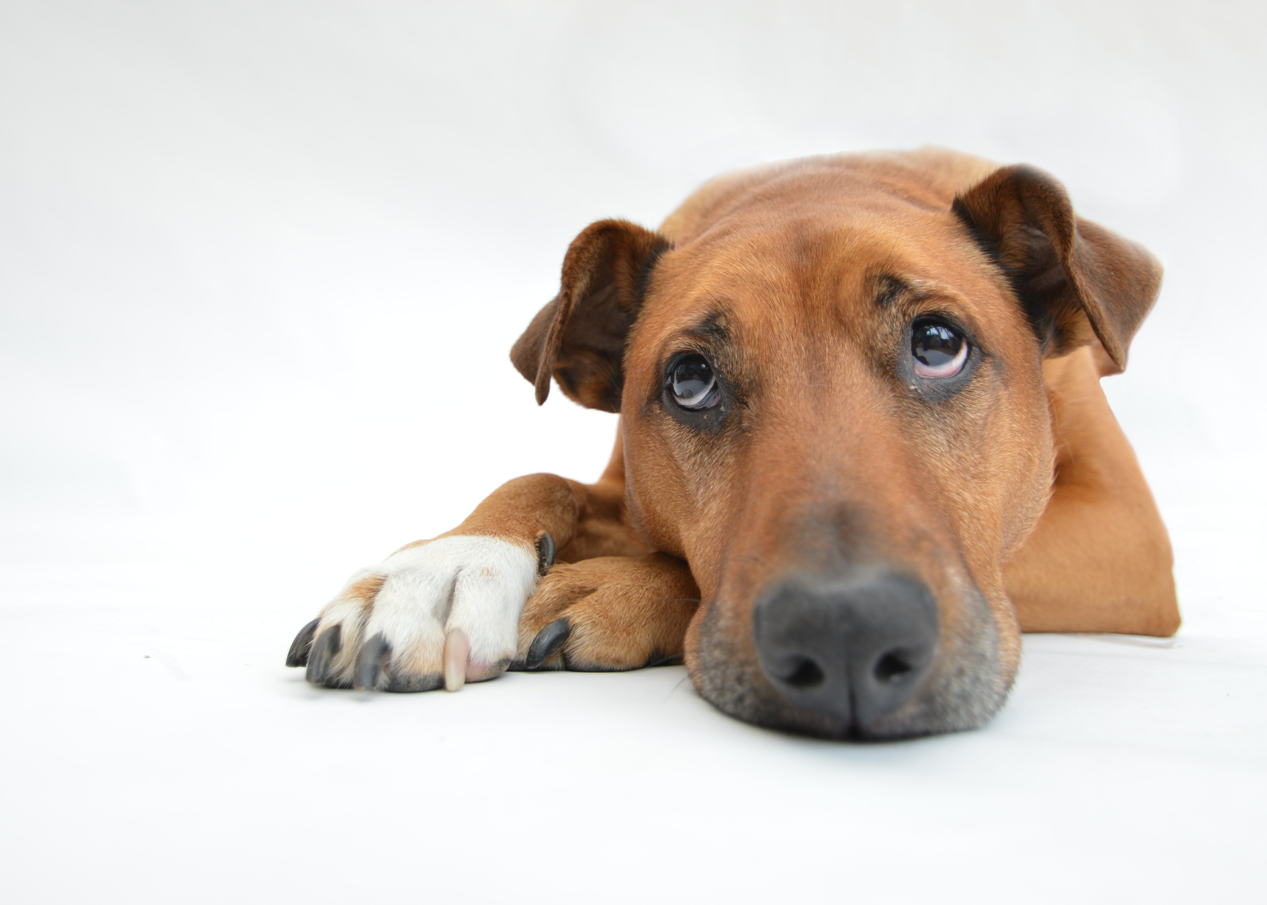 Free Images : puppy, cute, canine, pet, brown, pensive, sad, lazy ...