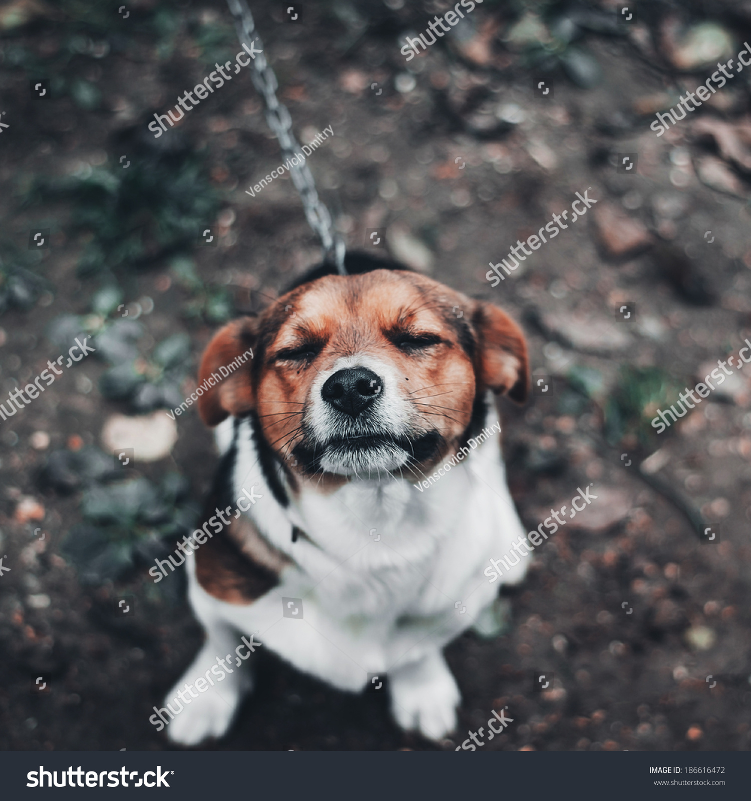 Sad Pensive Dog Stock Photo (Royalty Free) 186616472 - Shutterstock