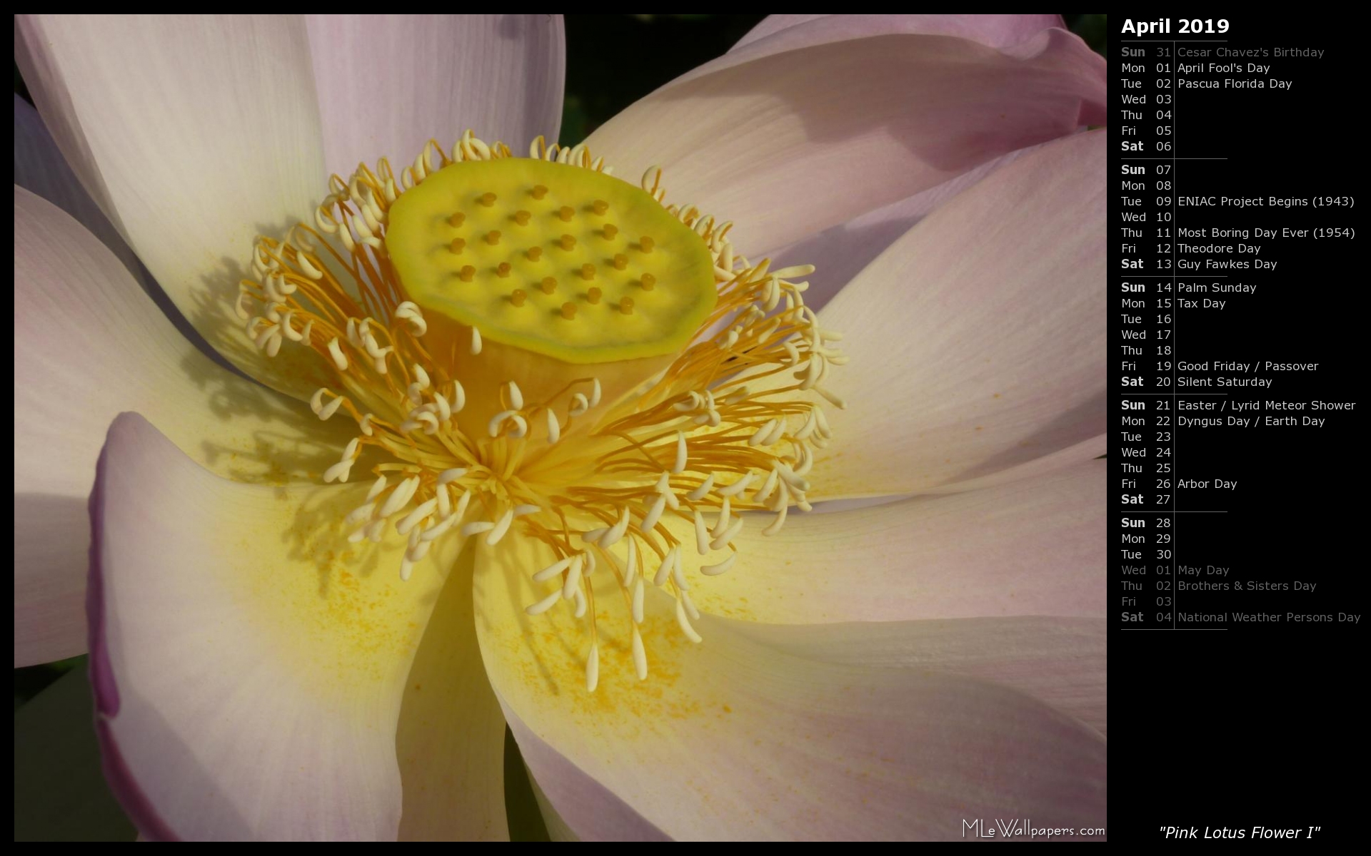 MLeWallpapers.com - Pink Lotus Flower I (Calendar)
