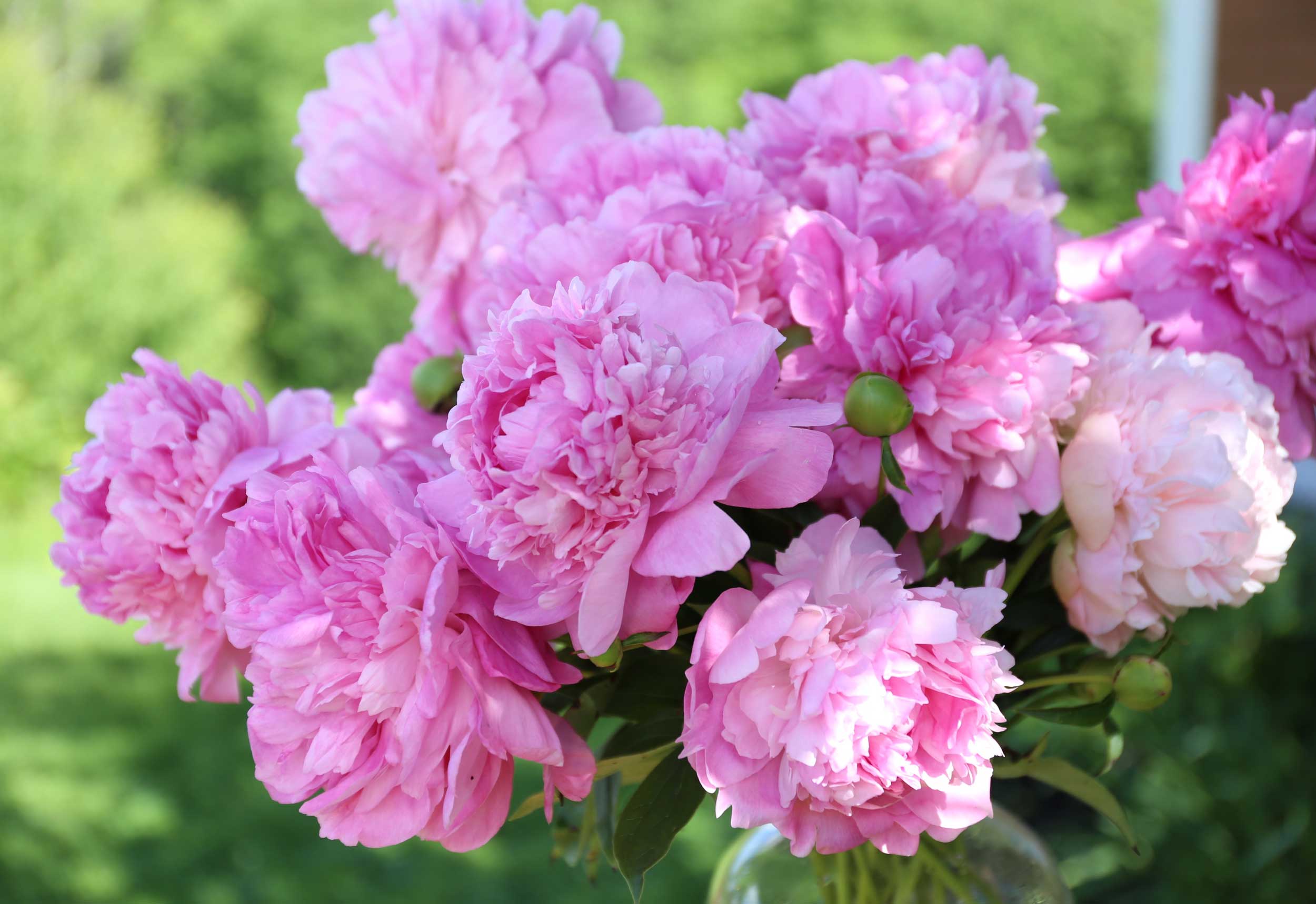 All About Peonies