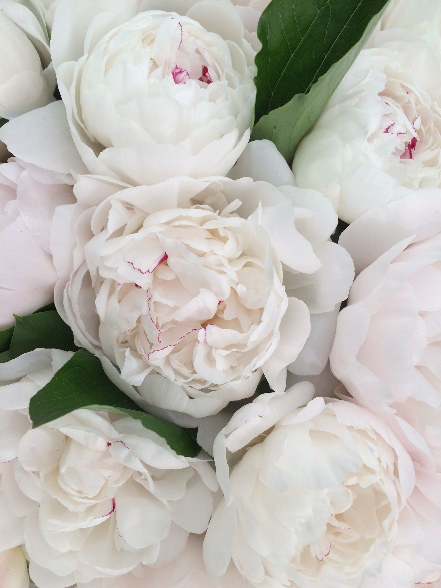 Why every garden deserves at least one beautiful peony to grace its ...
