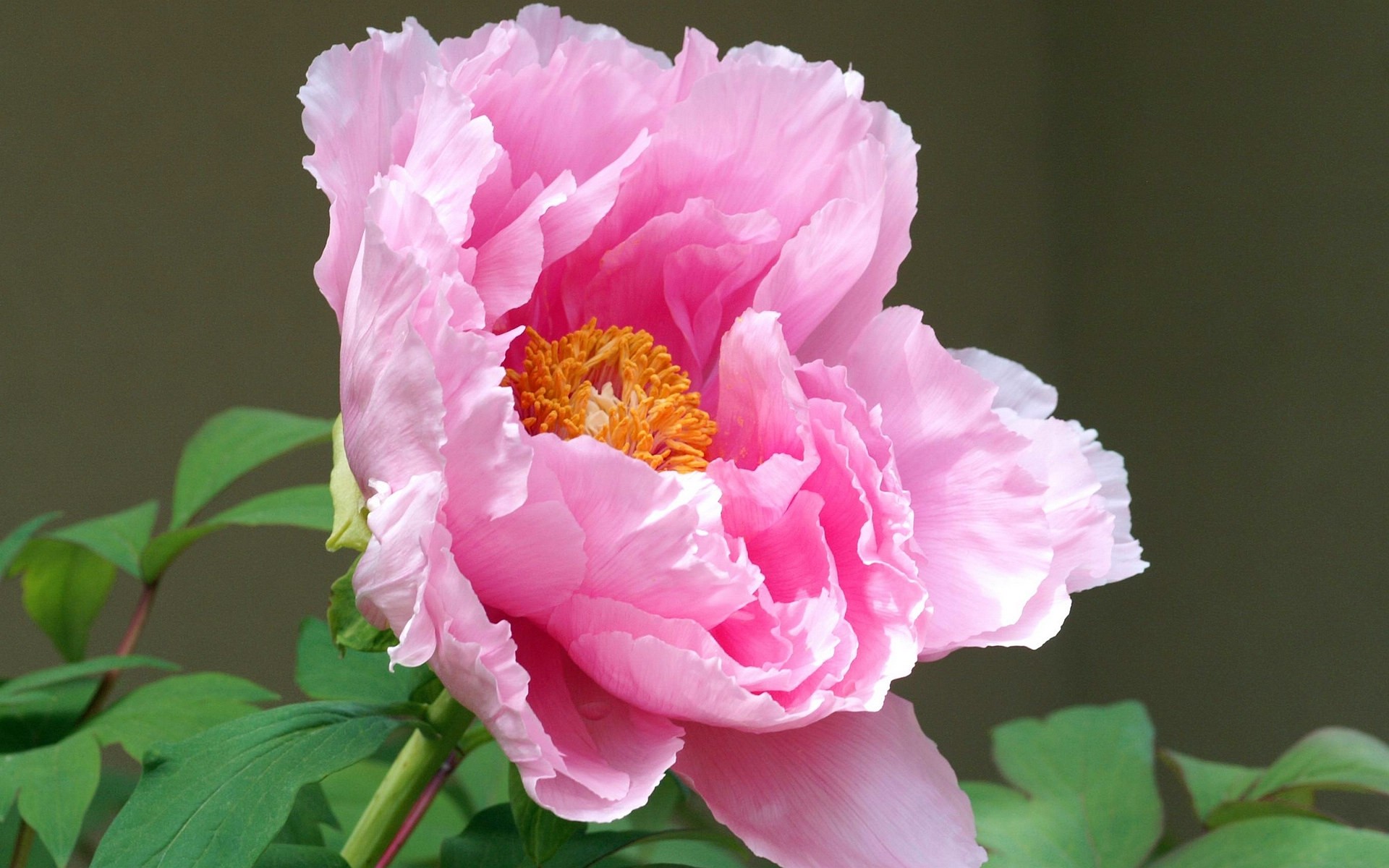 Flower: Windows Lovely Pink Peony Gorgeous Theme Beautiful Flower ...