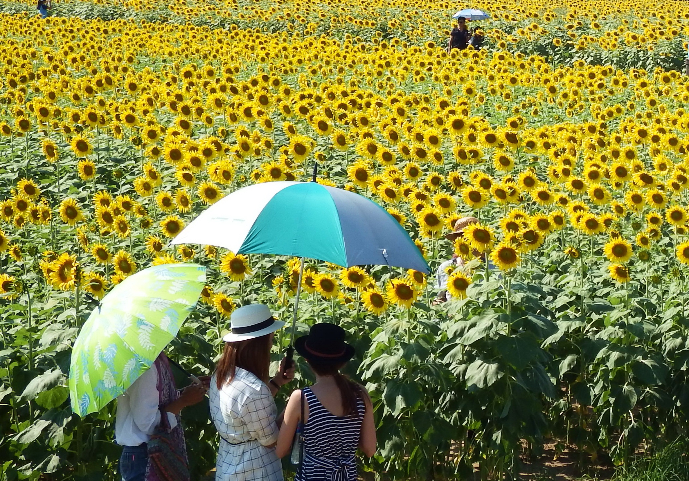People in a sunflower field photo