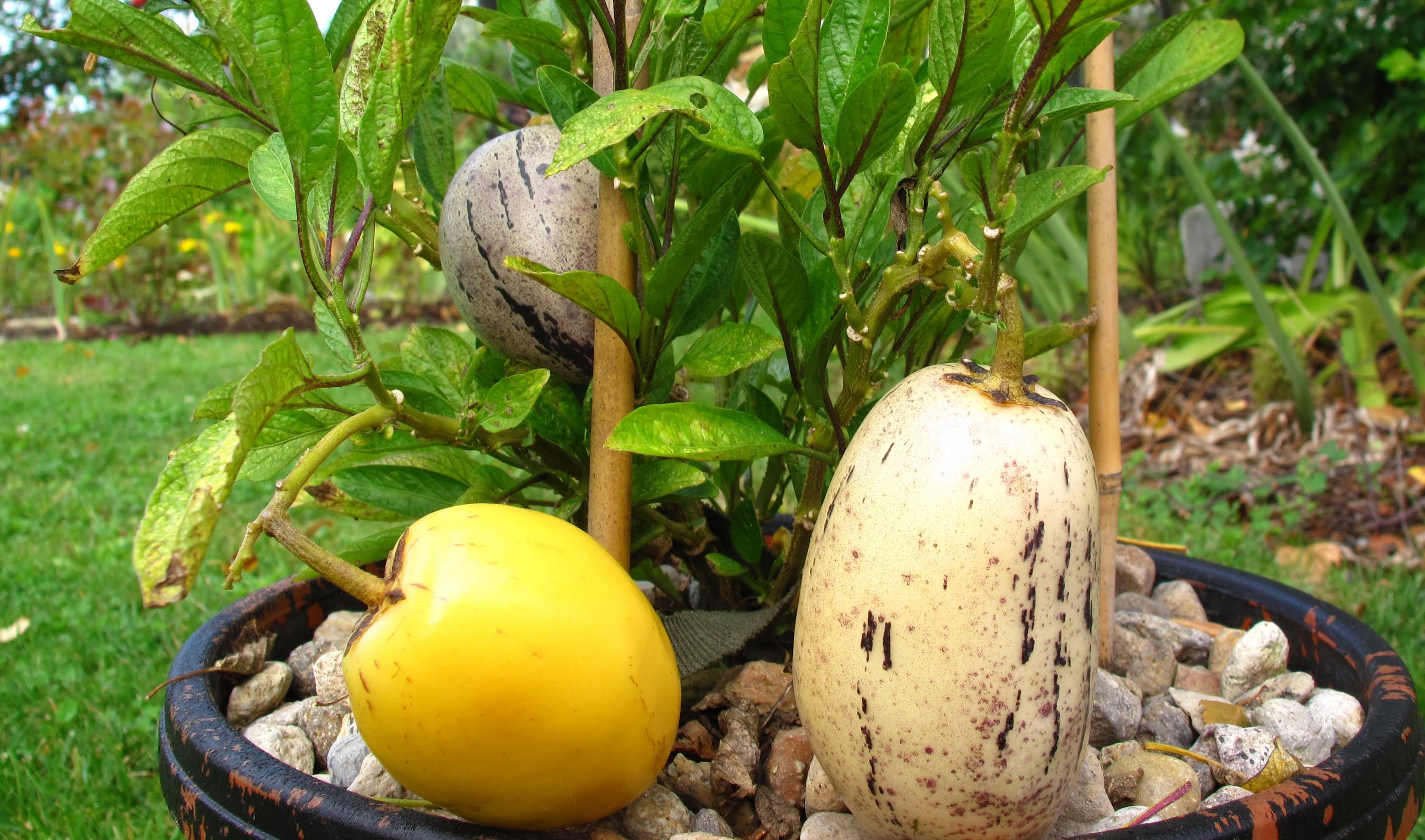 How to grow Pepino fruit from Seeds & from Cuttings - YouTube